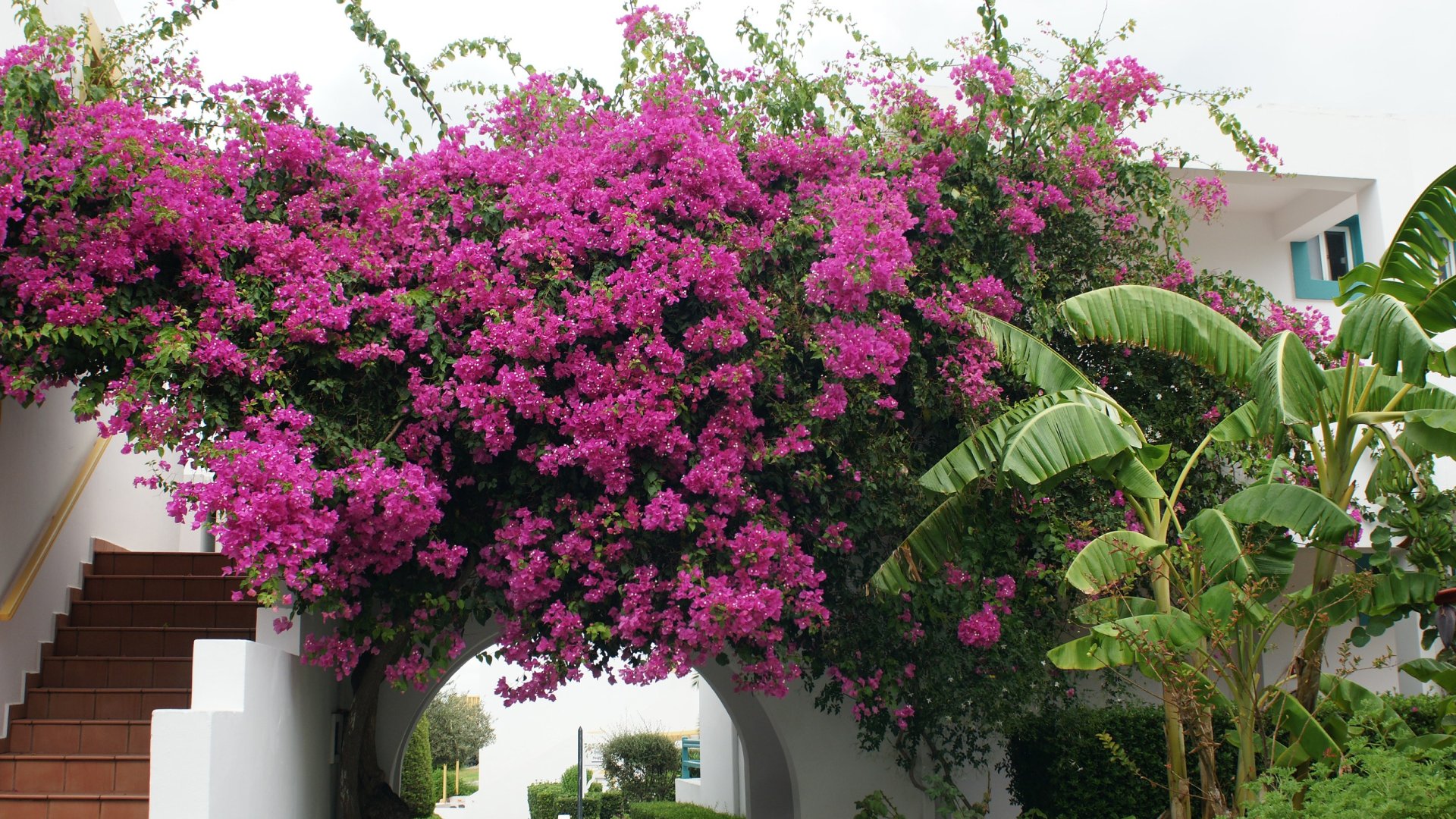 Bougainvillea gondozási és termesztési útmutató – Mediterrán hangulat teremtése a kertben