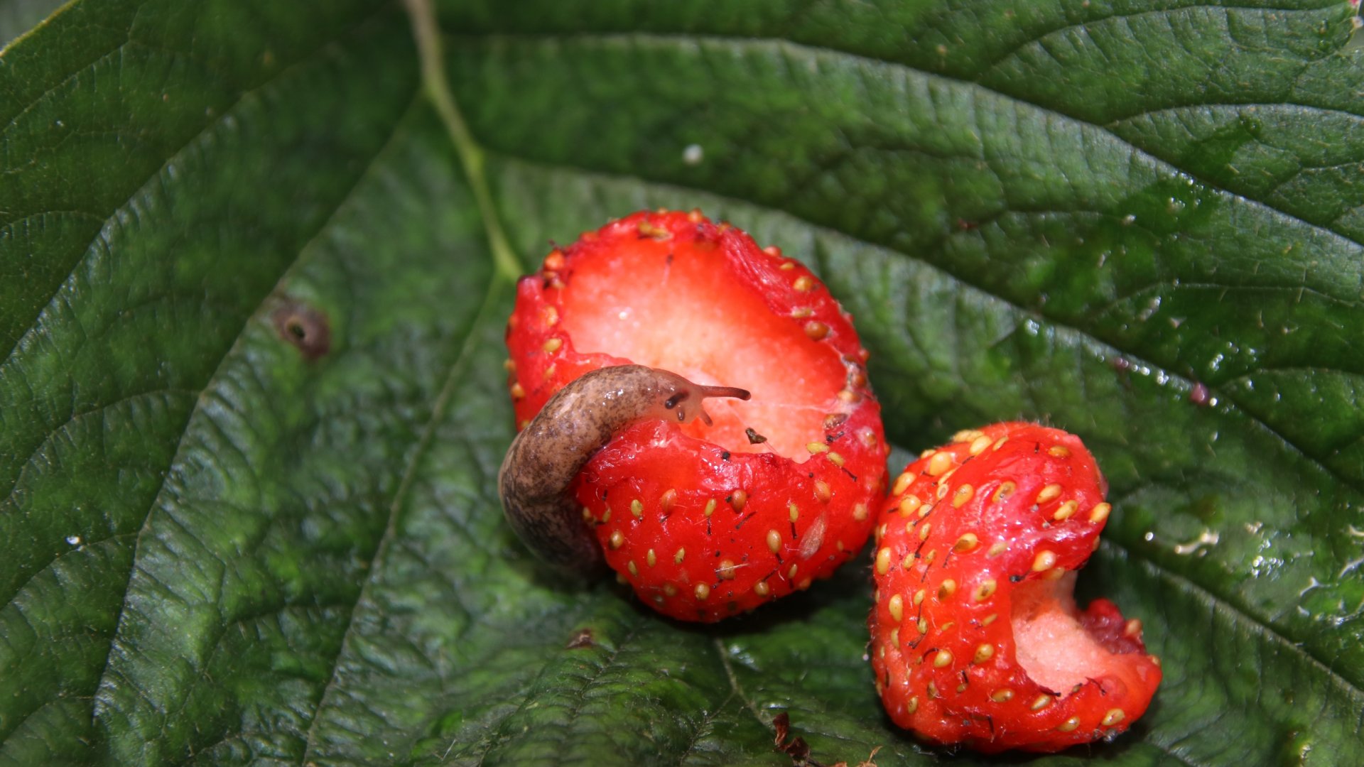 Az eper kártevői – Minden, amit tudnod kell, hogy egészséges epreket termessz! Az eper kártevői – Minden, amit tudnod kell, hogy egészséges epreket termessz!
