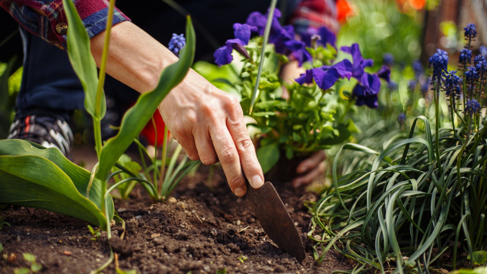 Használhatjuk újra a virágföldet? A szakértők elárulják, hogyan lehet biztonságosan újrahasznosítani 