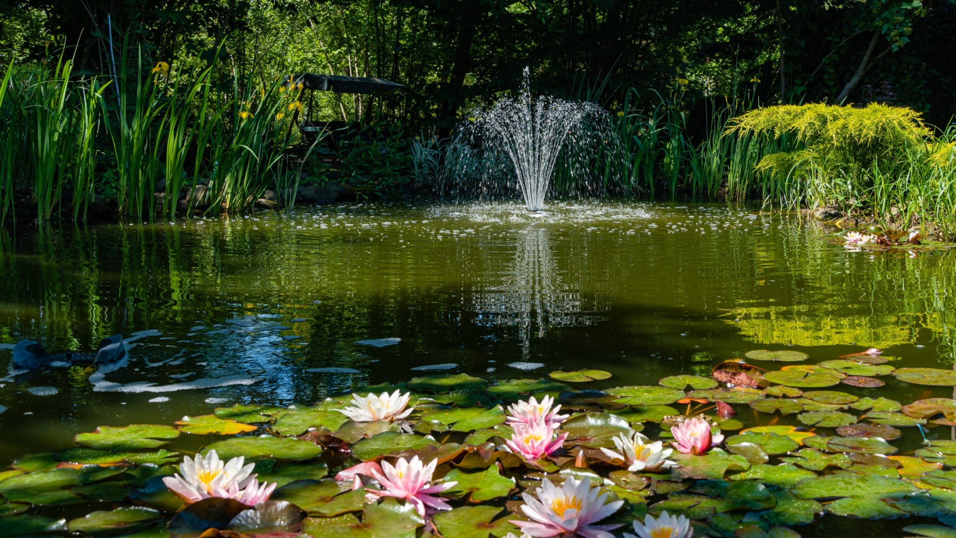 Készíts tündéri kerti tavat – Így nevelhetsz tavirózsát a kerti tóban