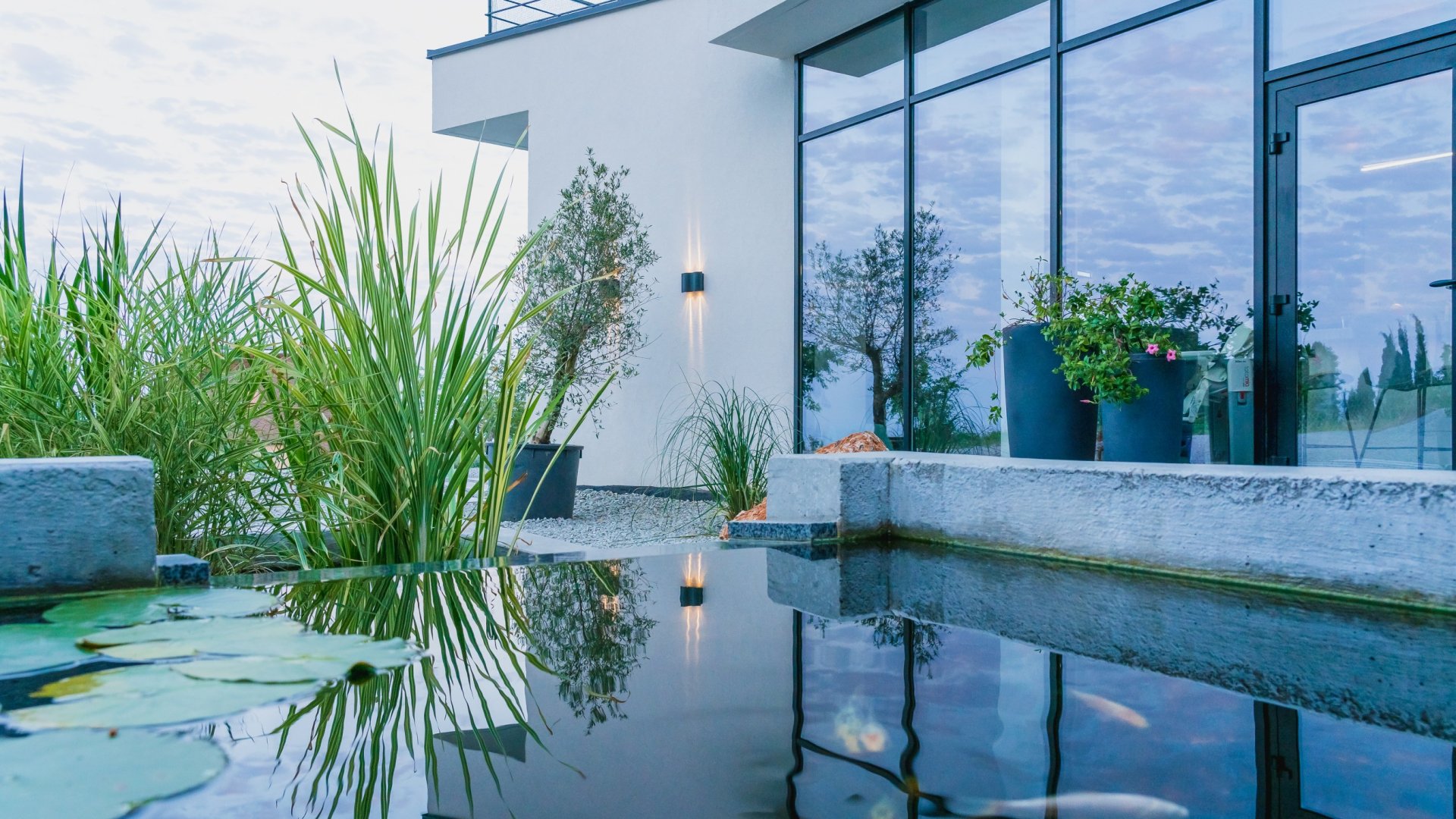 Kerti tó kiépítése – Tavi növények ismertetője