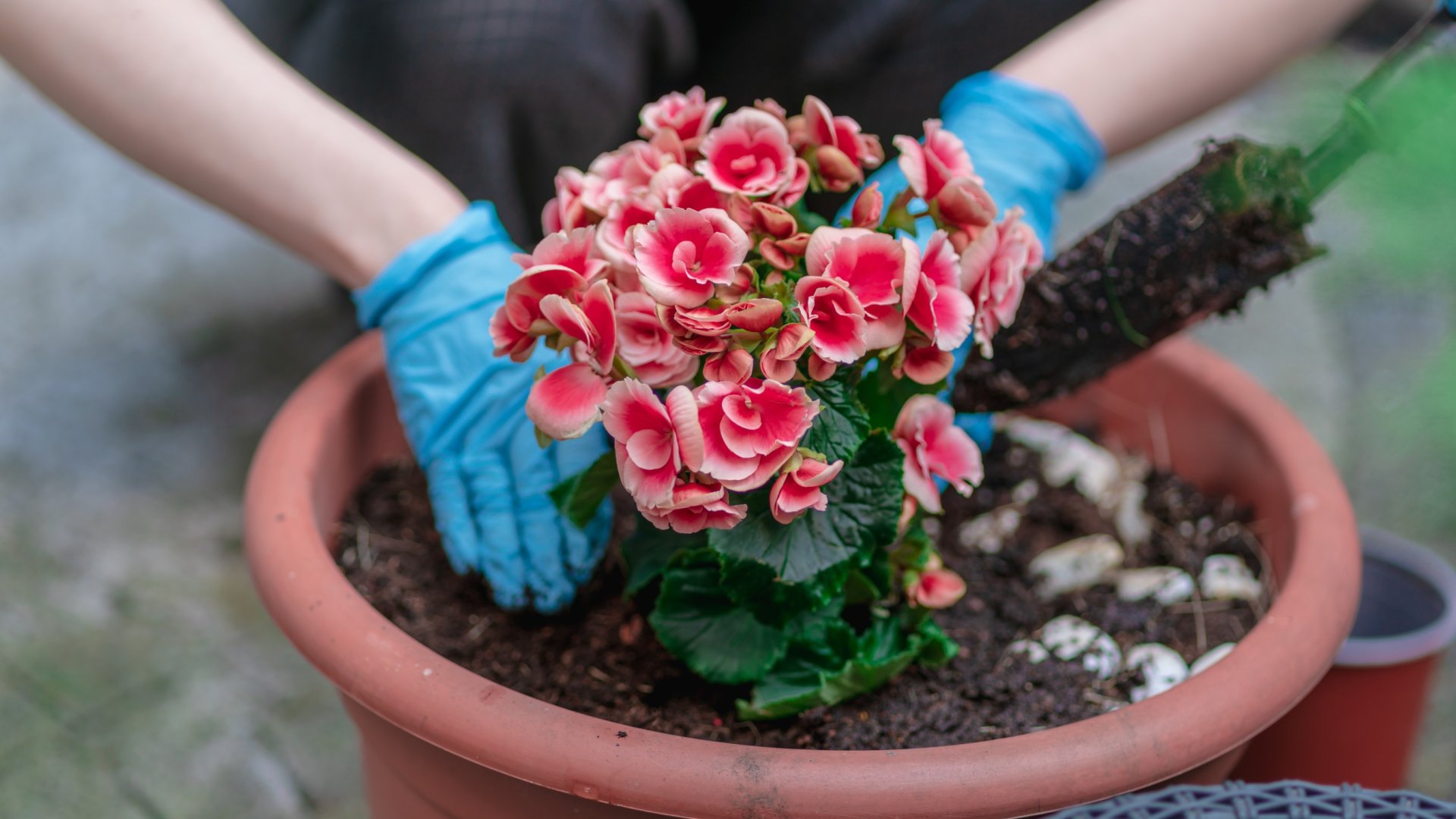 A begónia ültetése és gondozása – Legyen színekkel elárasztva a kerted!