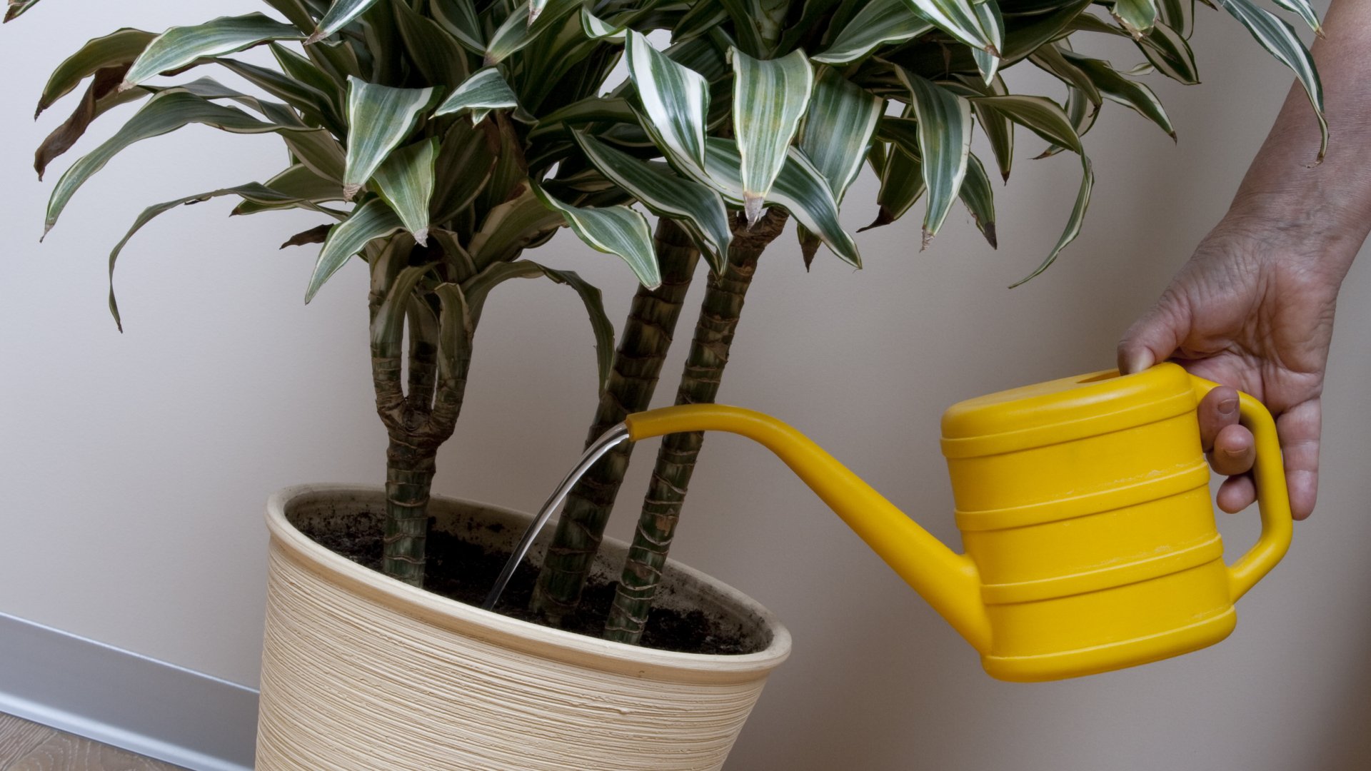 Népszerű szobanövényeink gondozása – Így gondozd a különleges Kanári Sárkányfádat!