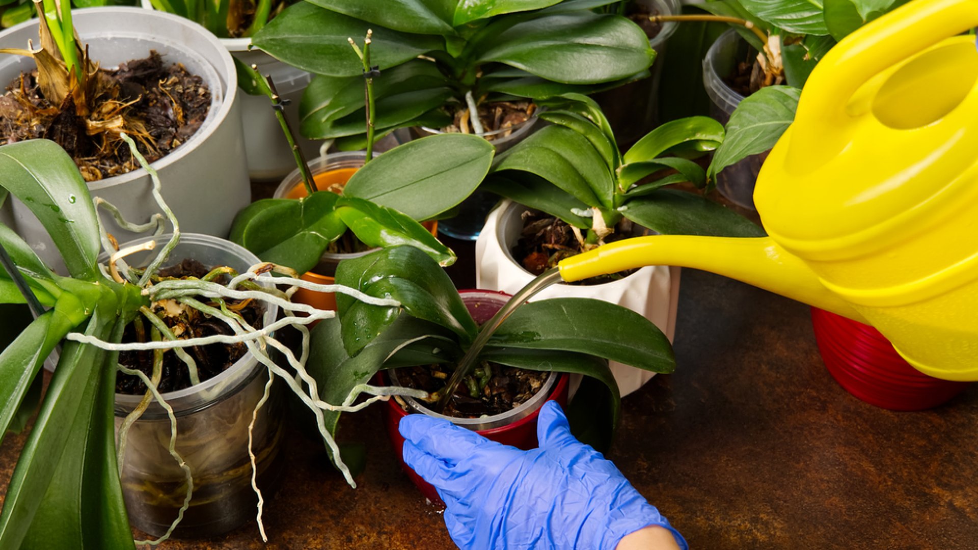 Mikor, hogyan, mennyit locsold az orchideádat az optimális virágzás érdekében? Mikor, hogyan, mennyit locsold az orchideádat az optimális virágzás érdekében?