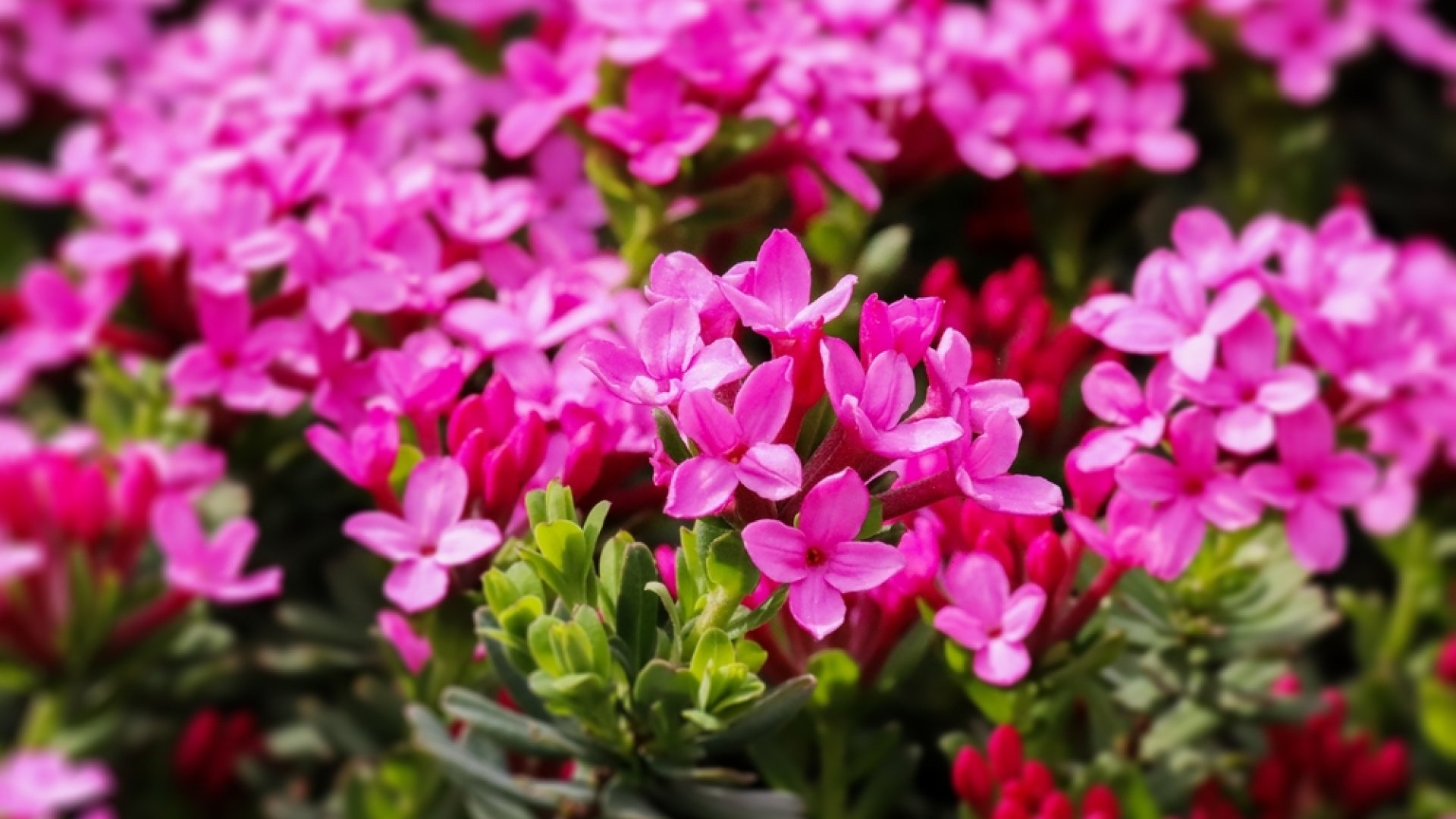 Ez a 8 legillatosabb virág, amitől mámorítóan édes illat lesz a kertedben