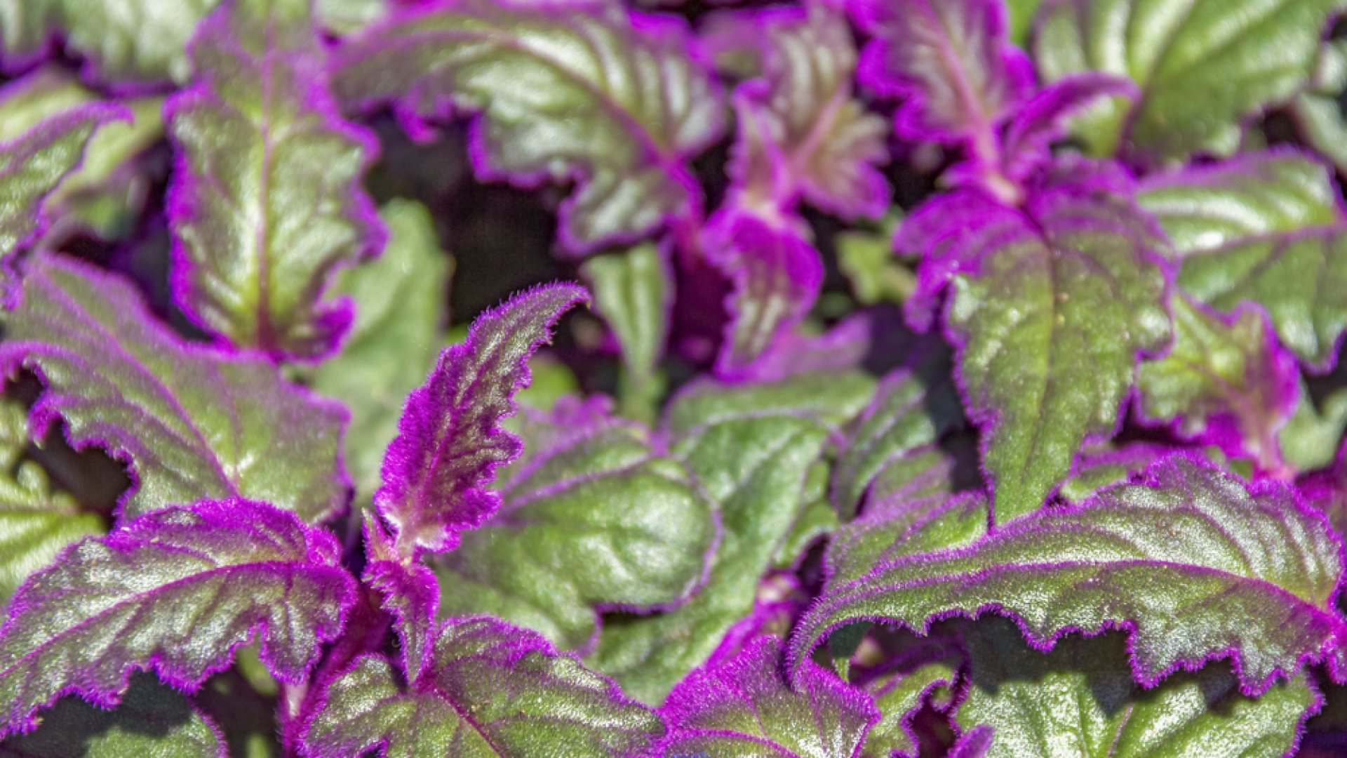 Ez a csodás lila növény tökéletes függő virágkosárba: a bíbor bársonylevél gondozása