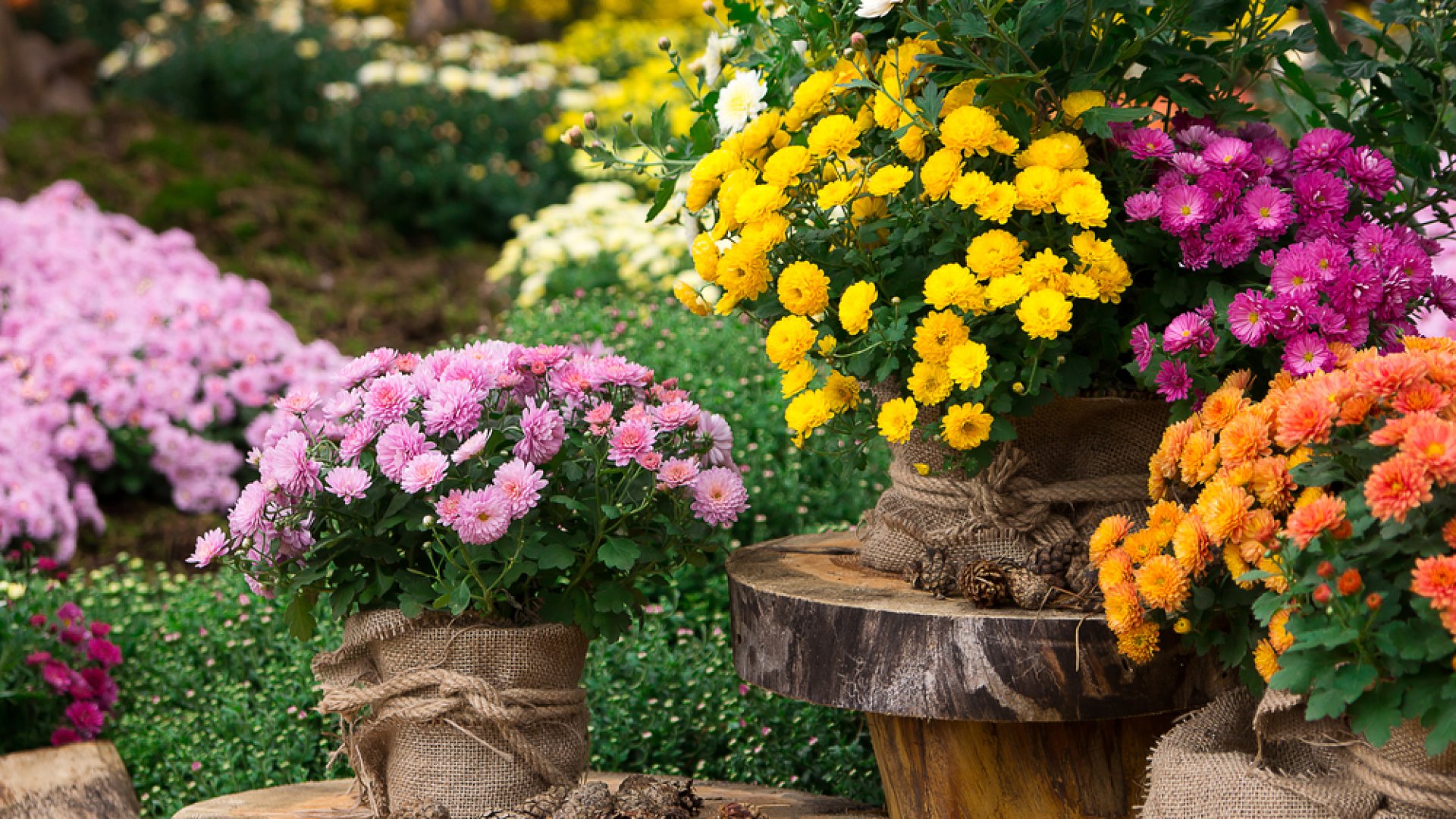 Gyönyörű szobanövények, amelyek taszítják a szúnyogokat, poloskákat és egyéb kártevőket