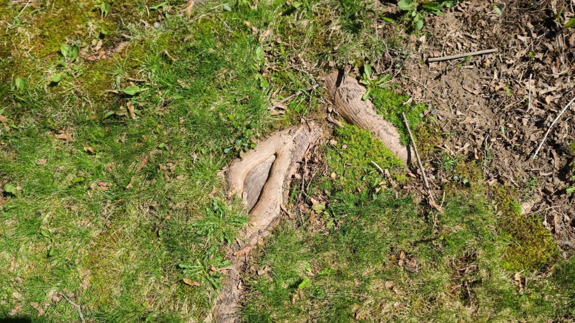 Így vágd ki a pázsitba lógó fa gyökereket! Így vágd ki a pázsitba lógó fa gyökereket!