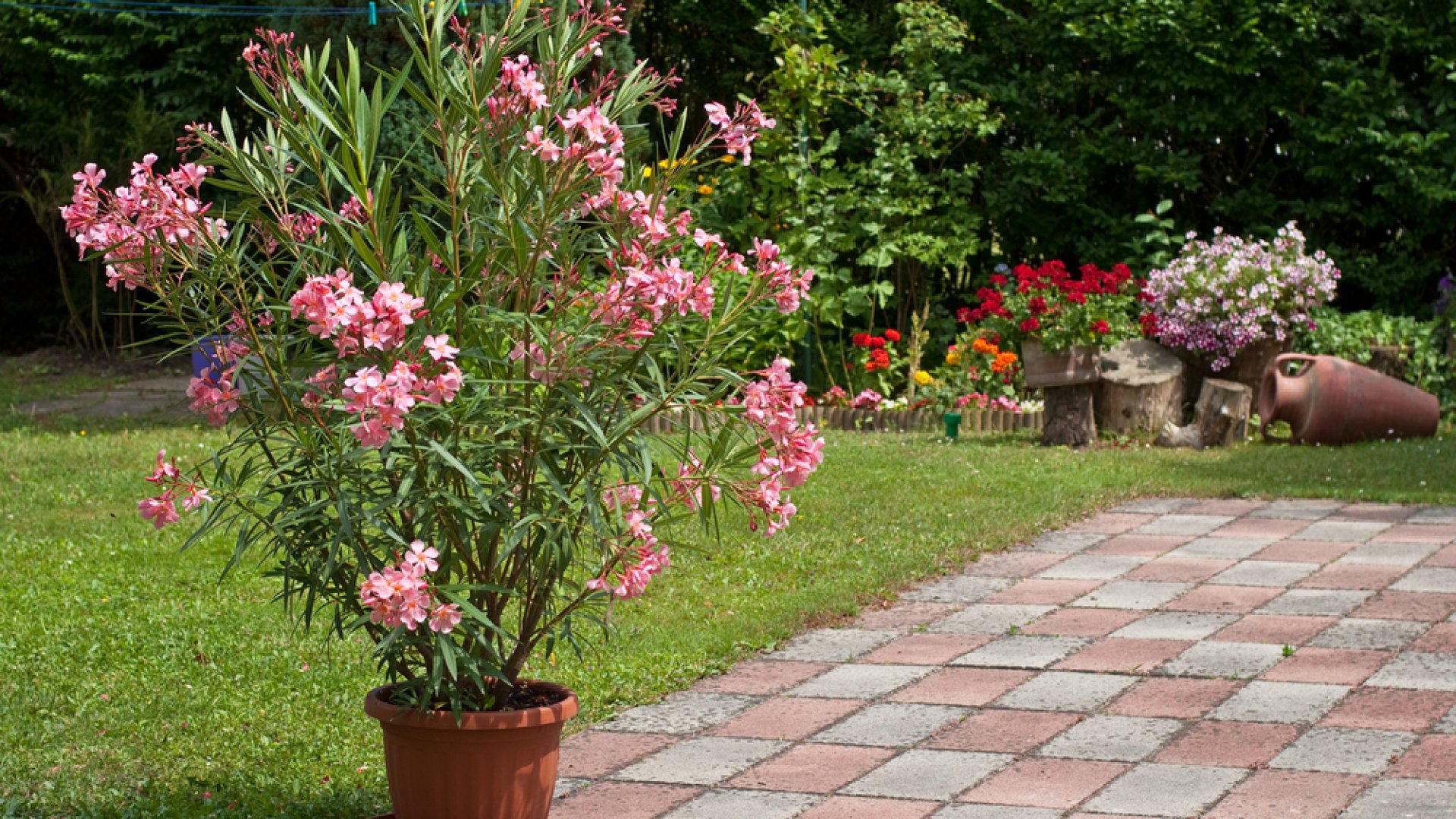 A leander helyes gondozása: locsolás, metszés, fényigény, talaj