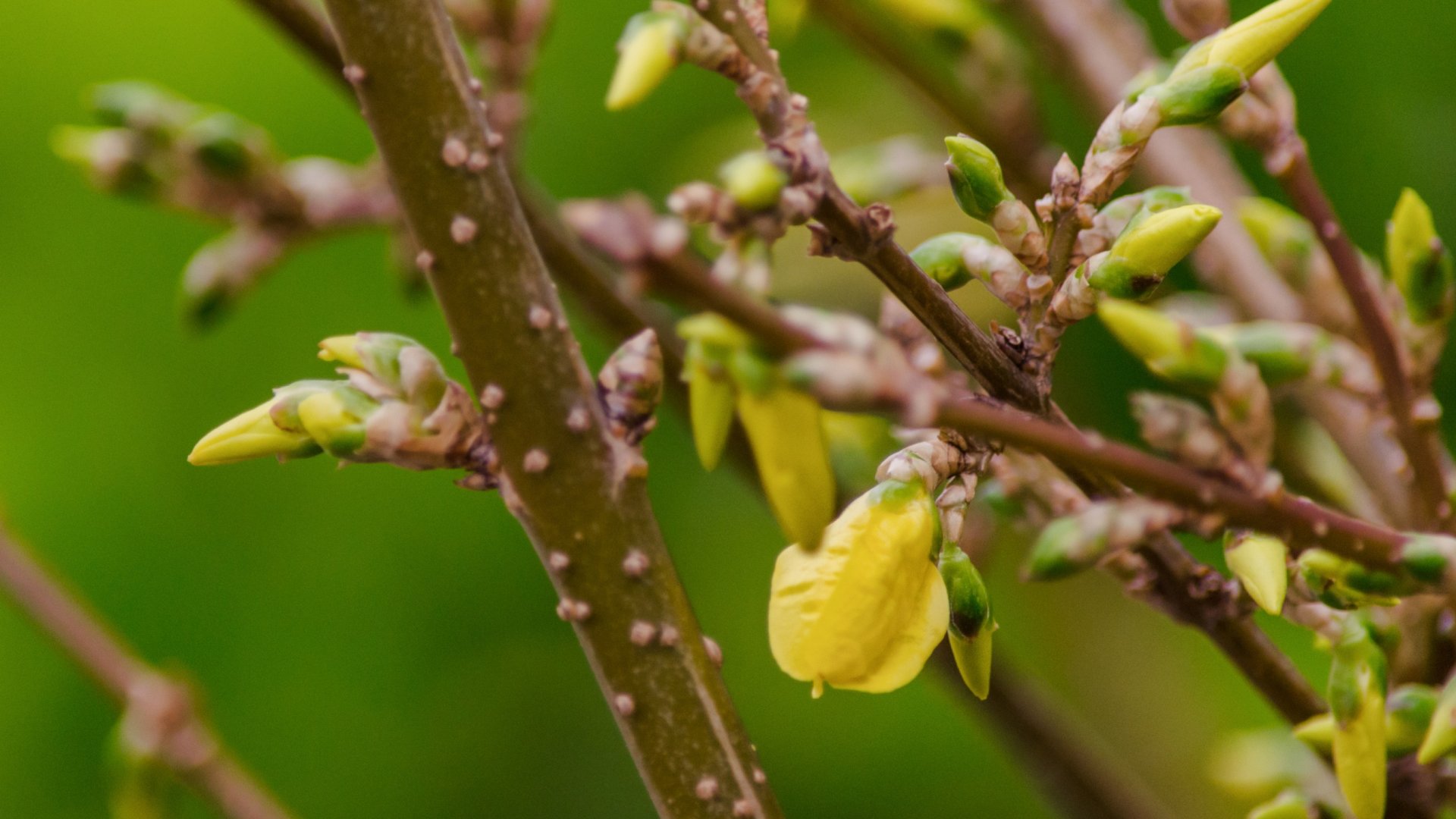 Az aranyeső gondozása - Így fogja bearanyozni a te kertedet is ez a csoda cserje!