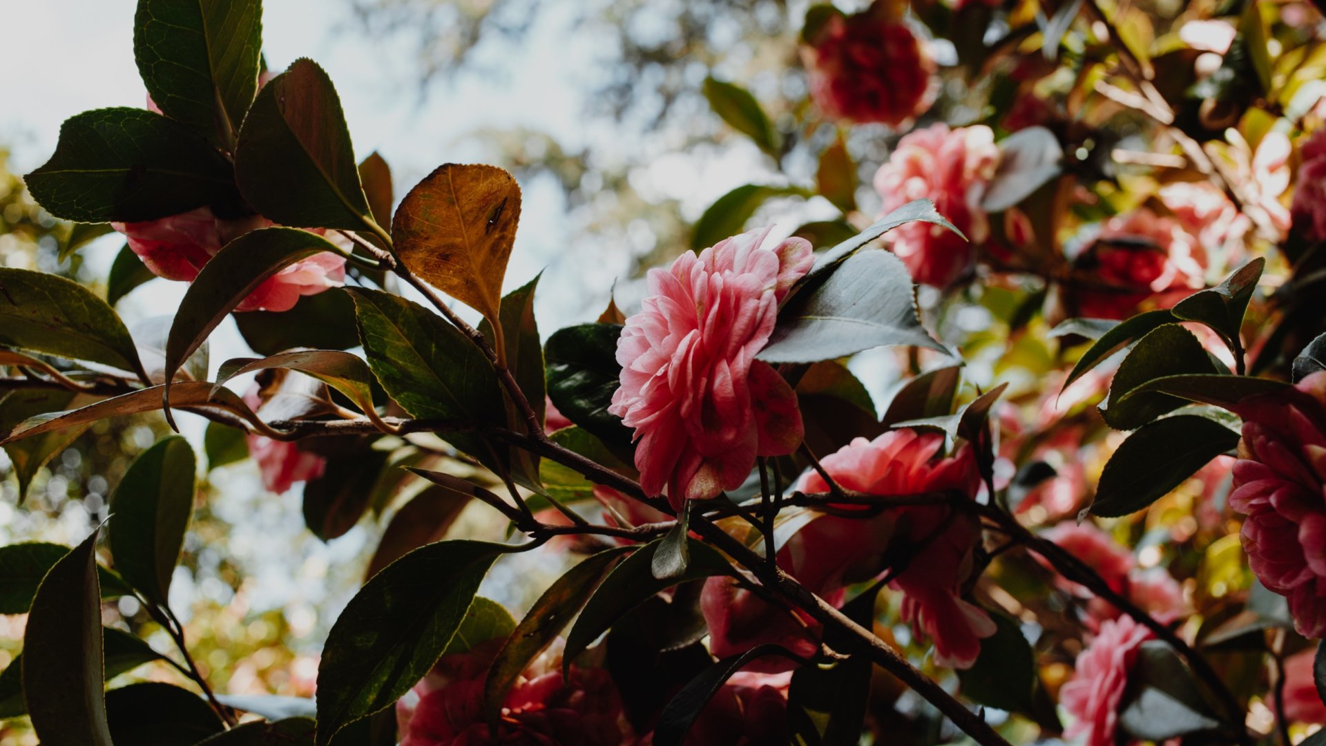 Hogyan és mikor kell műtrágyázni a kaméliát – Etesd helyesen ezeket a virágzó cserjéket ezekkel a szakértői tippekkel!
