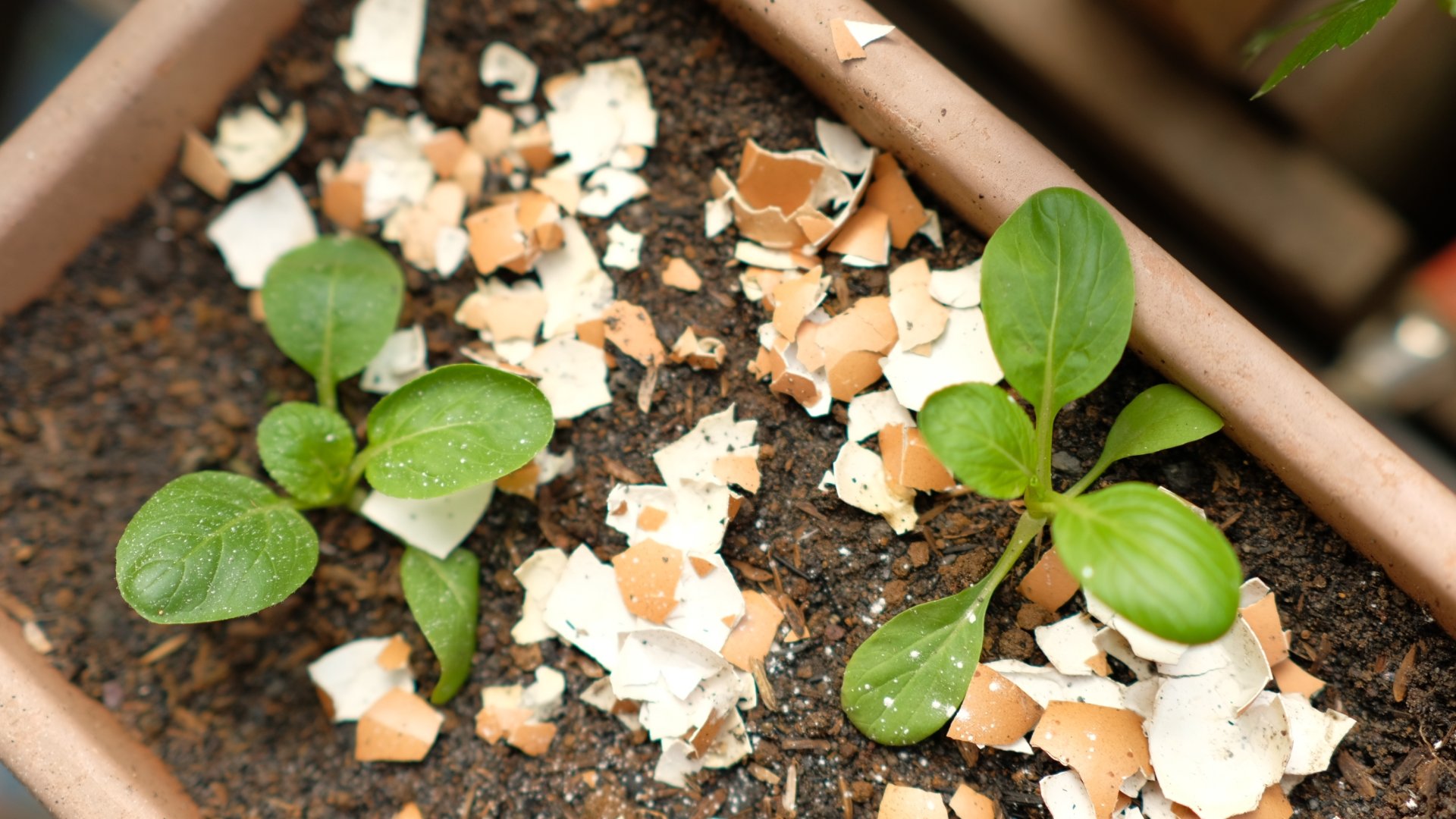 kertészet spórolás