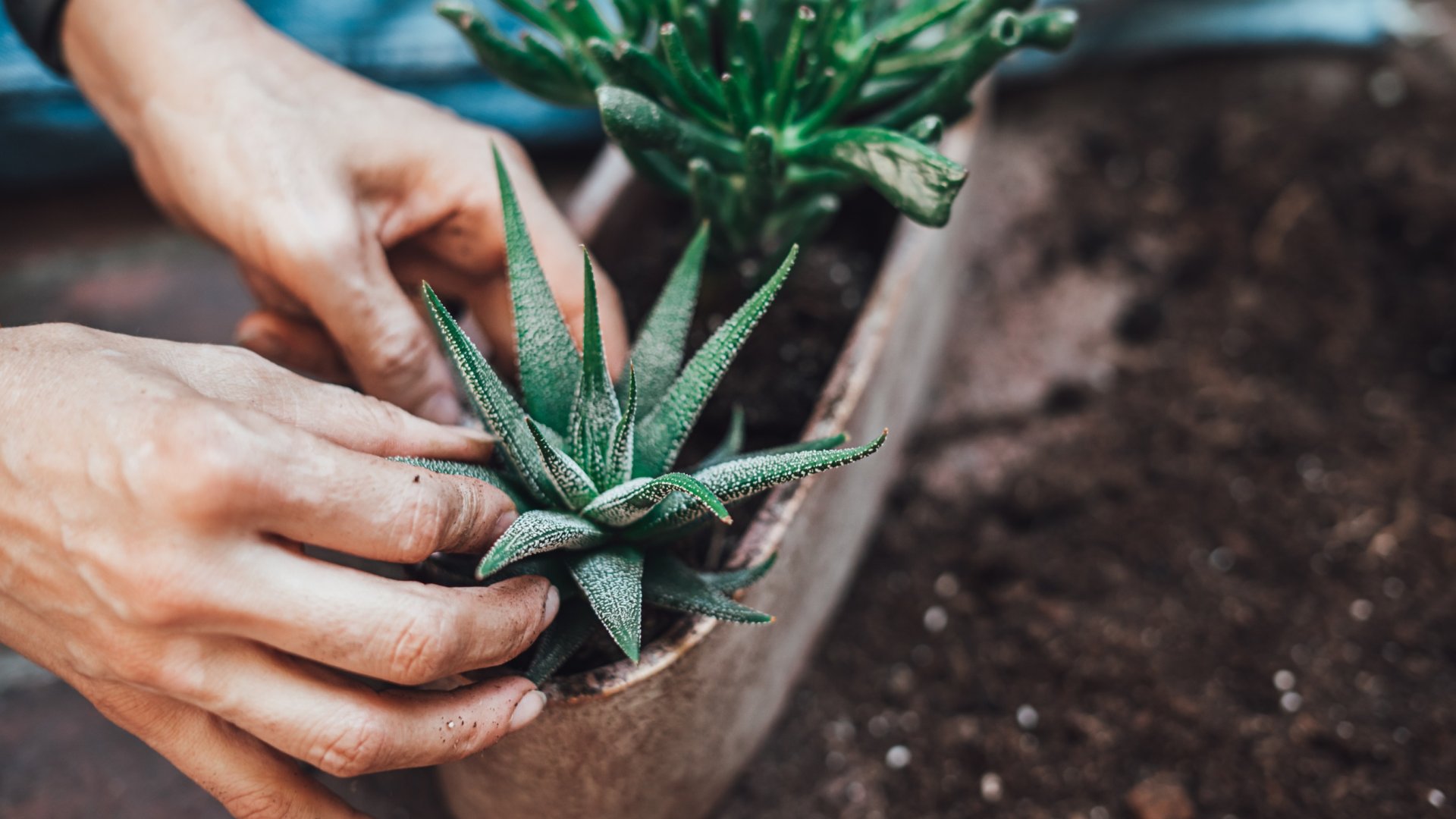 A pozsgás növények újraültetése – Mikor kell átültetni egy pozsgást?