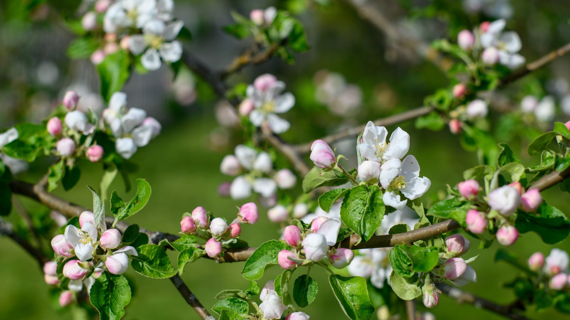 A legjobb növények kezdőknek – 6 könnyen gondozható növény kertedbe