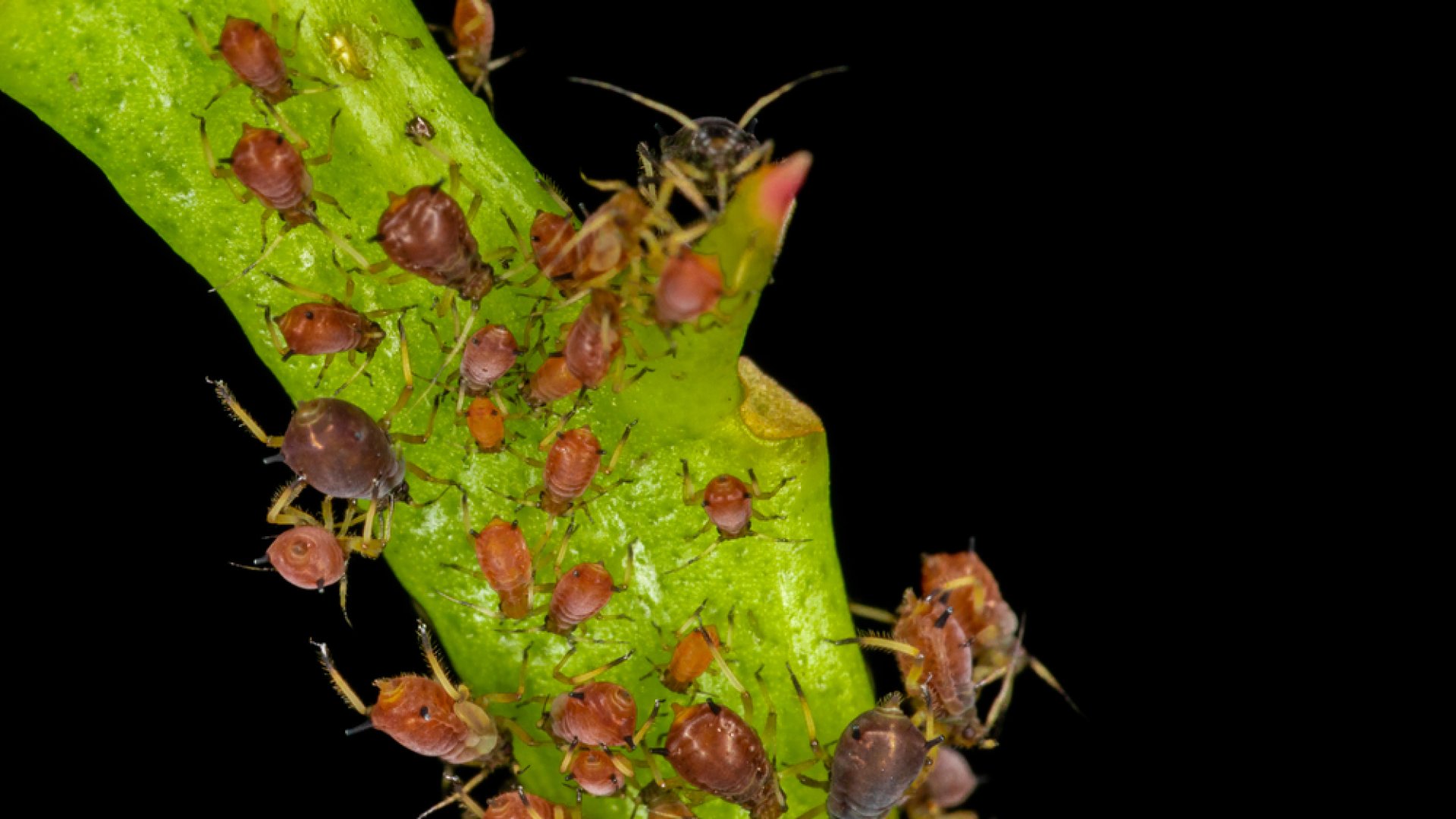 6 fűszernövény, ami megvédi kertedet a kártevők ellen