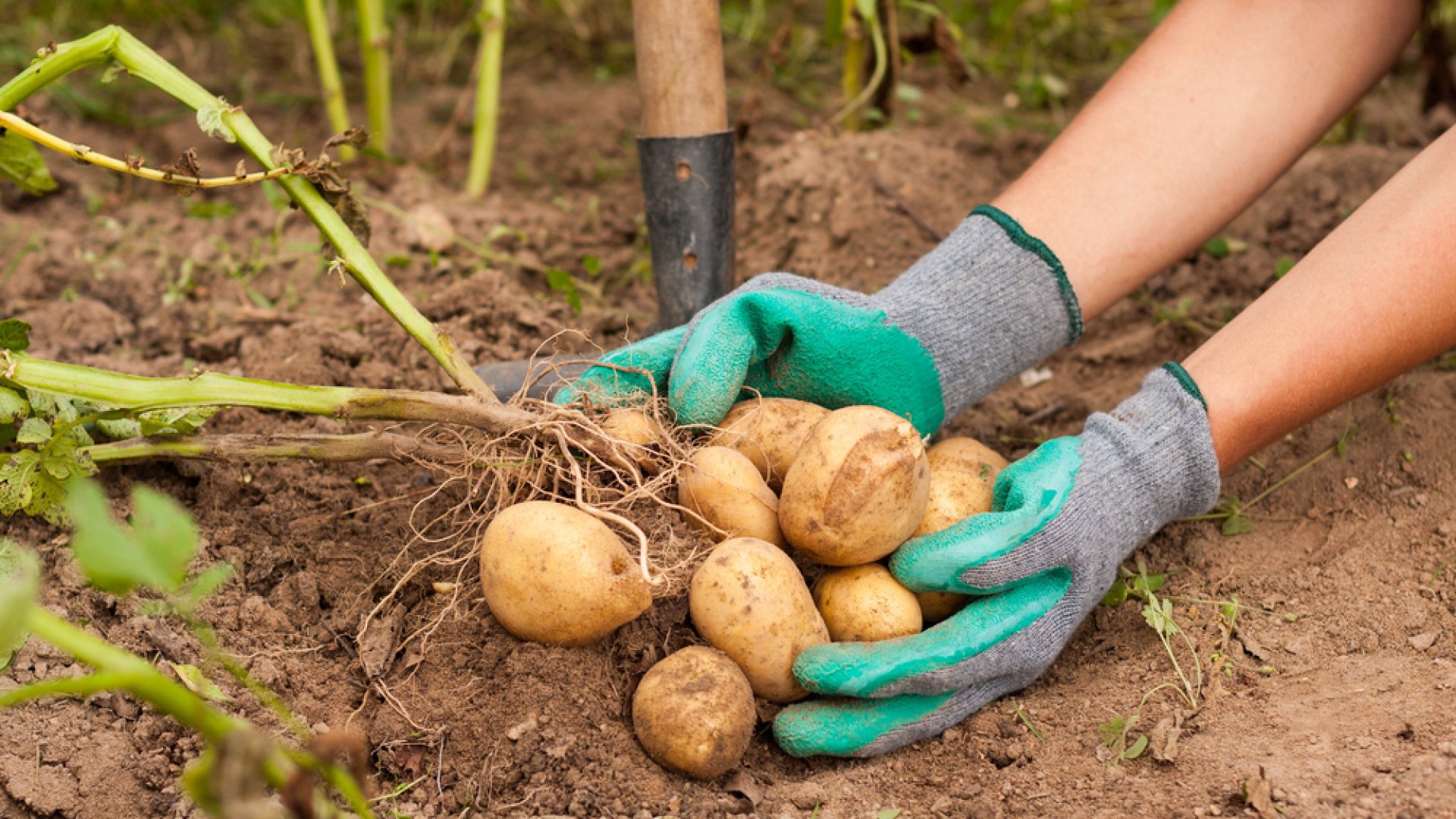 Vége a fagyoknak, mehet a burgonyatermesztés: így termessz burgonyát a kertedben