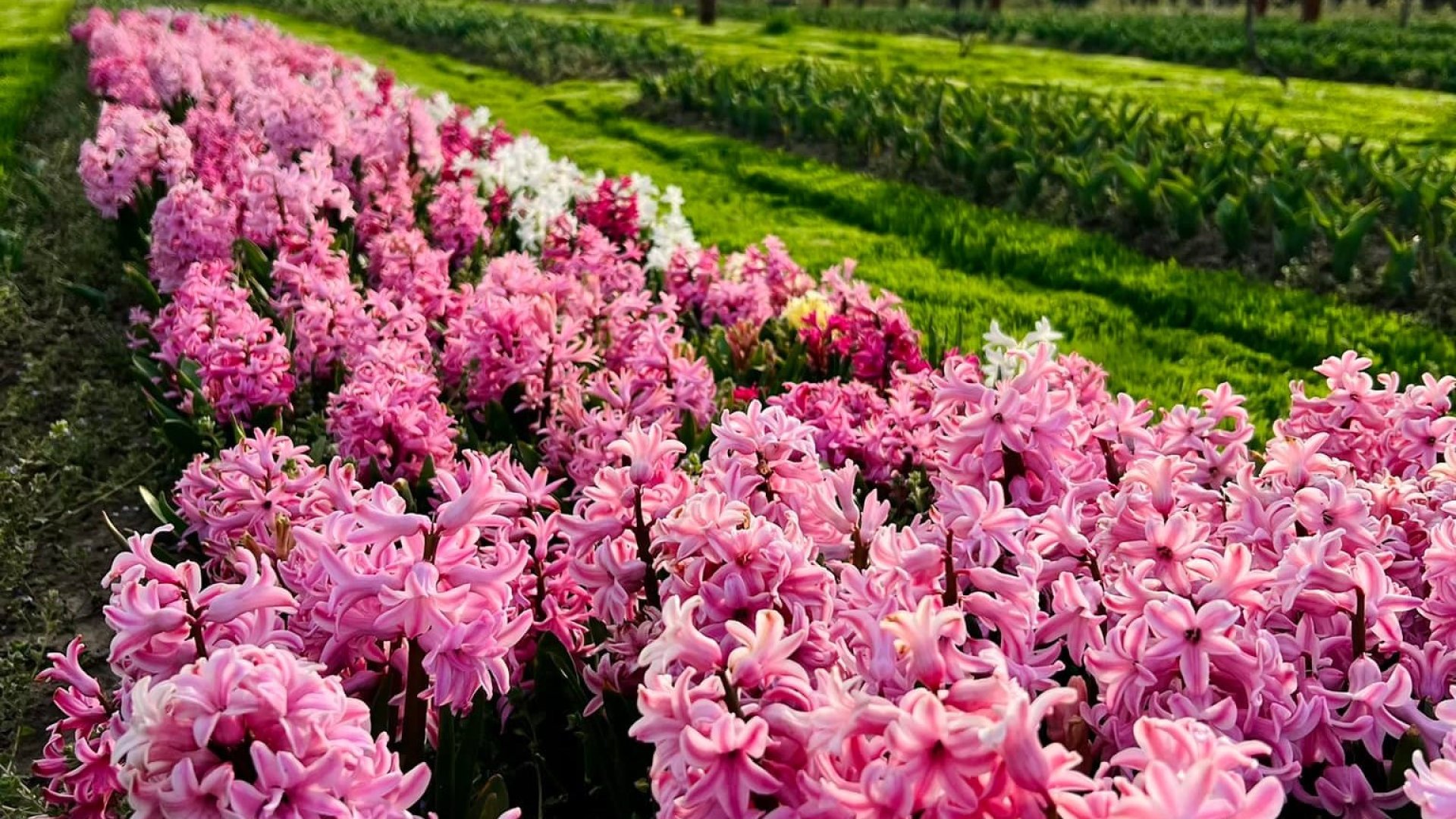 Mesebeli helyen szüretelhetünk jácintot és tulipánt – 26.000 virággal vár minket a ceglédi farm