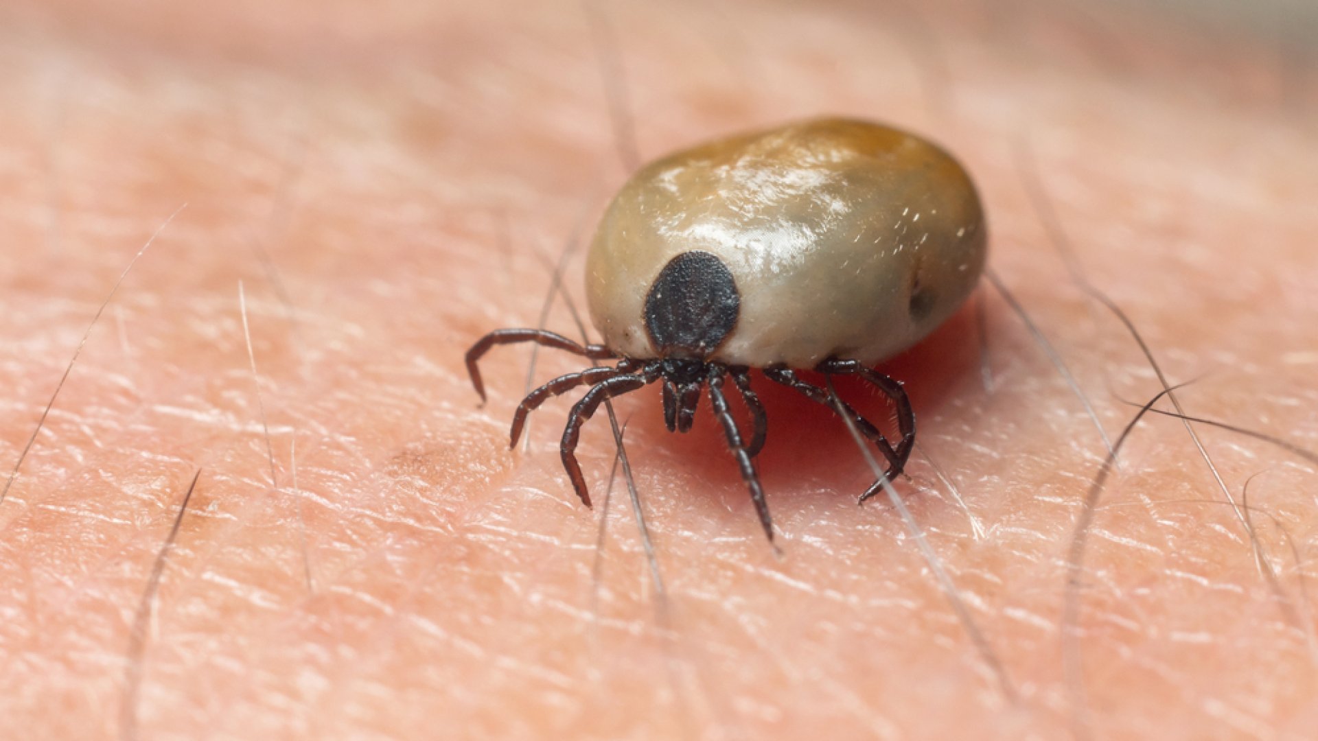 A kongói vérzéses lázt okozó vírust hordozó kullancsfajt azonosítottak Magyarországon A kongói vérzéses lázt okozó vírust hordozó kullancsfajt azonosítottak Magyarországon