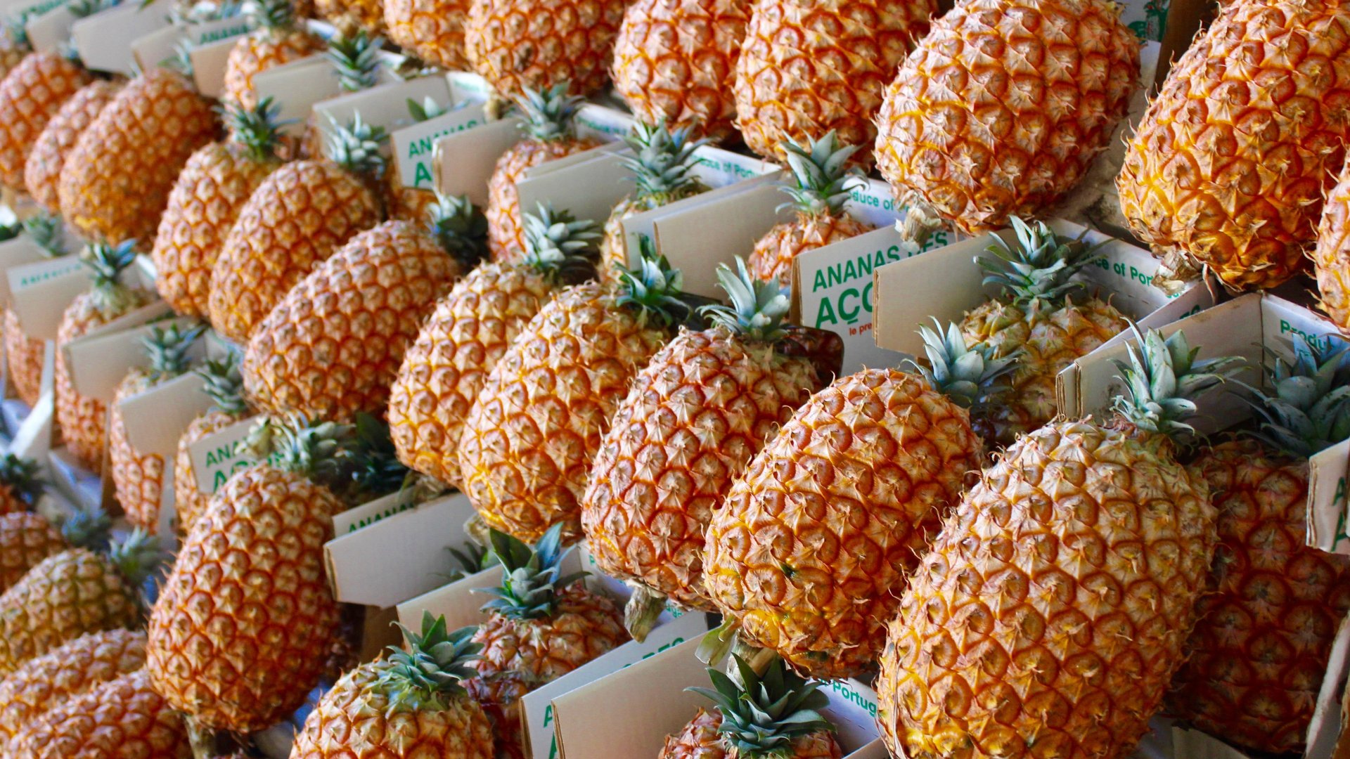 Tudtad, hogy két évig termesztenek egy ananászt az Azori-szigeteken? – Ezért sokkal különlegesebb, mint a Dél-Amerikai ananászok Tudtad, hogy két évig termesztenek egy ananászt az Azori-szigeteken? – Ezért sokkal különlegesebb, mint a Dél-Amerikai ananászok