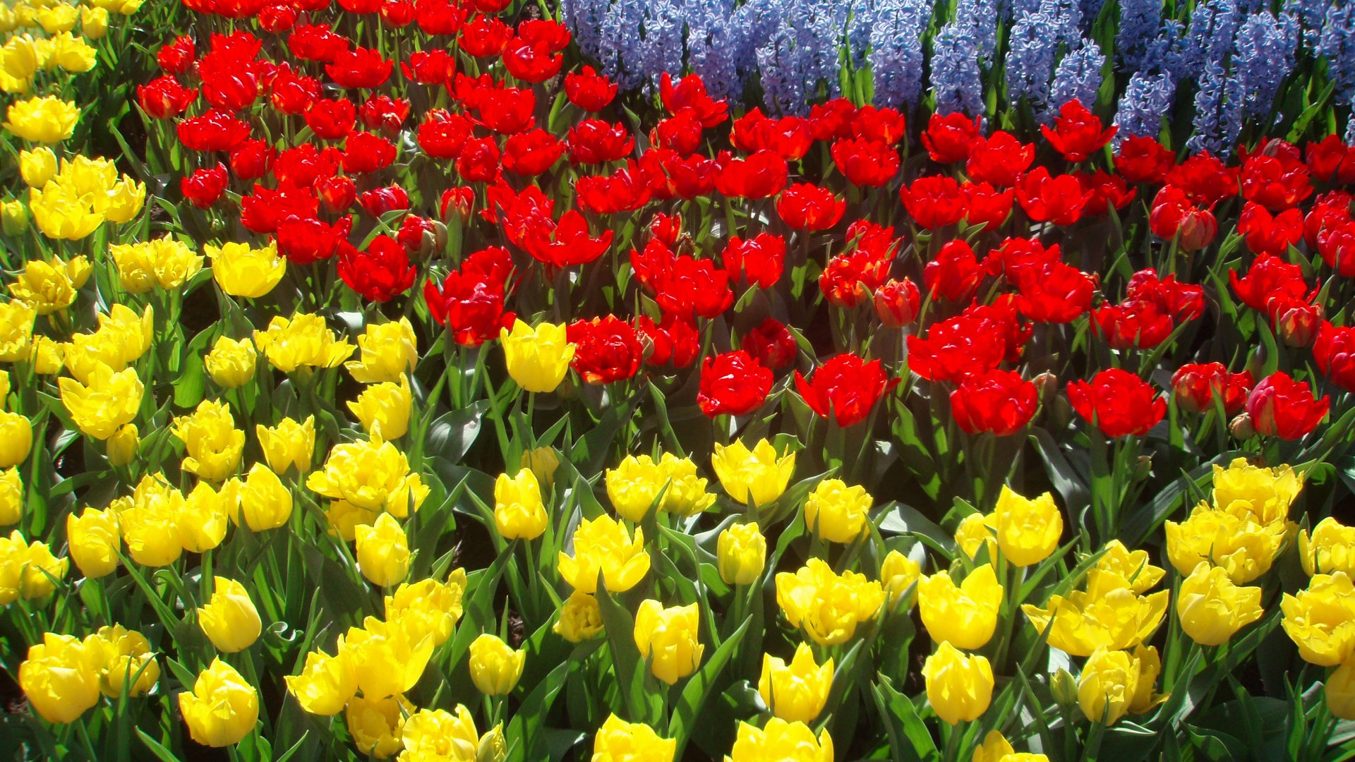 A világ legszebb virágoskertjei – Álomszép virágba borult tájak a világ minden részéről A világ legszebb virágoskertjei – Álomszép virágba borult tájak a világ minden részéről