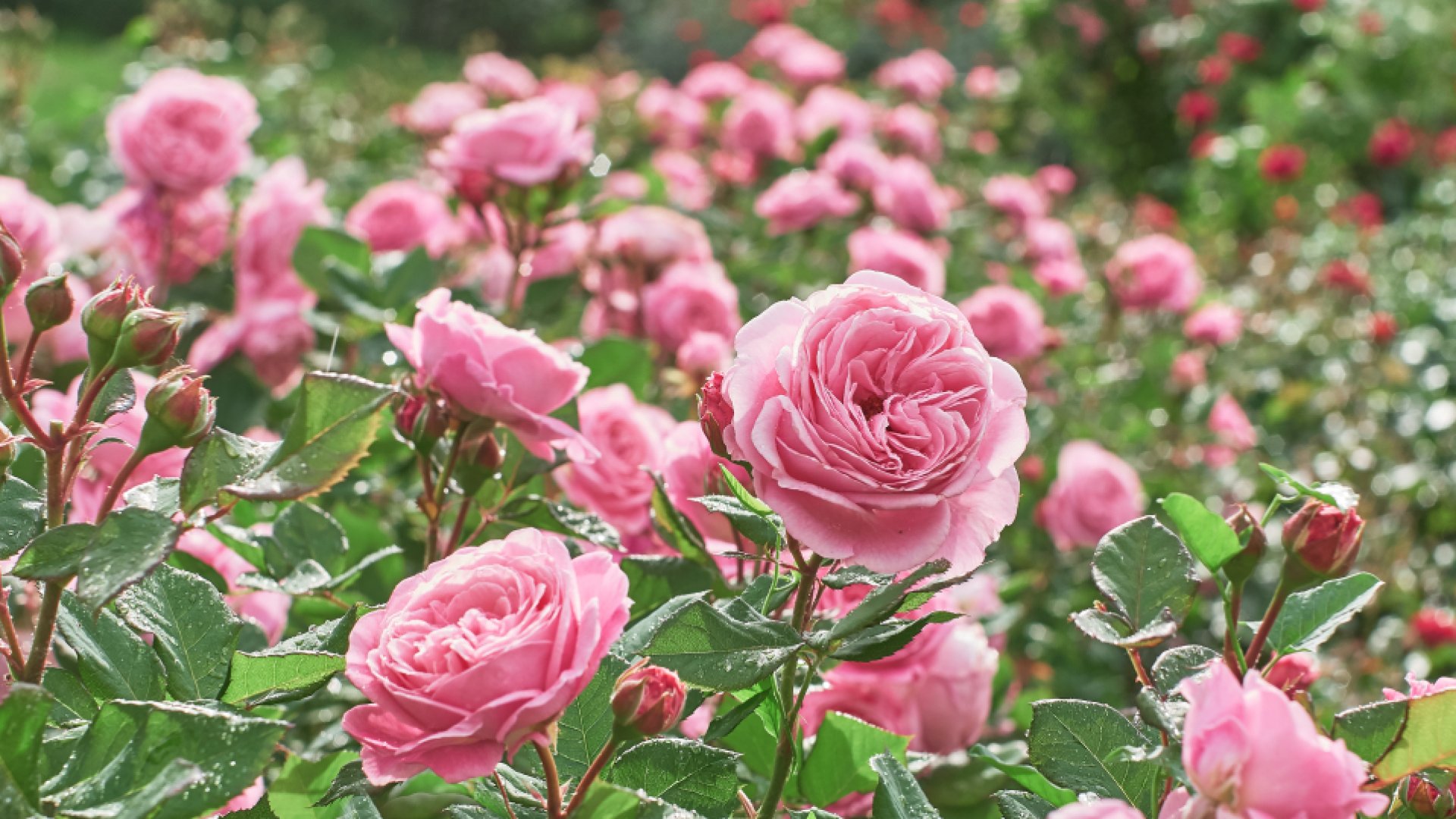 4 lépés a rózsák tavaszi életre keltéséhez 