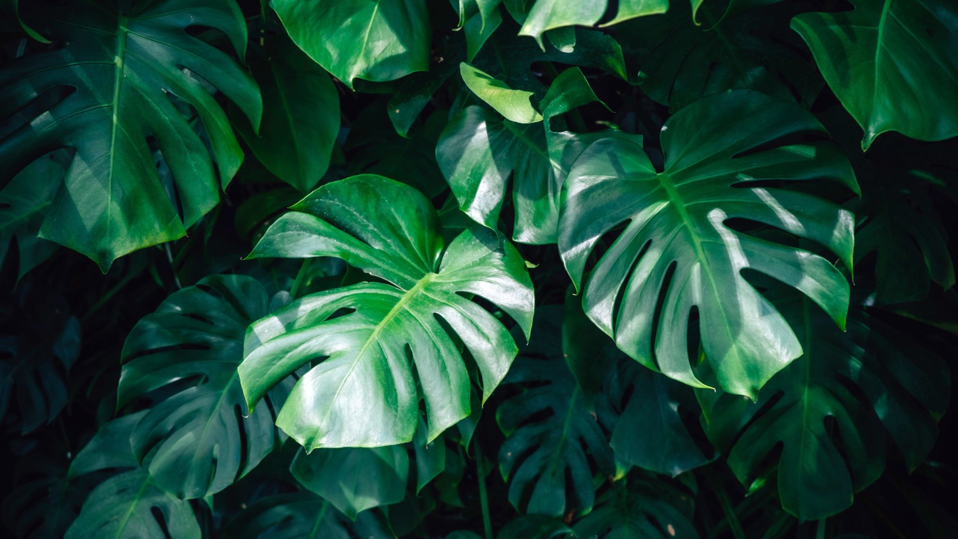 Így lehet ingyen akár több 100 monstera növényed is! – Elég ezt az 5 egyszerű lépést követned!