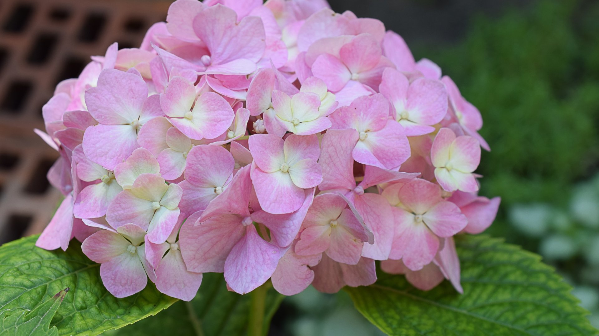 Mikor van szüksége egy hortenziának több tápanyagra? Hogyan és mikor kell tápozni?