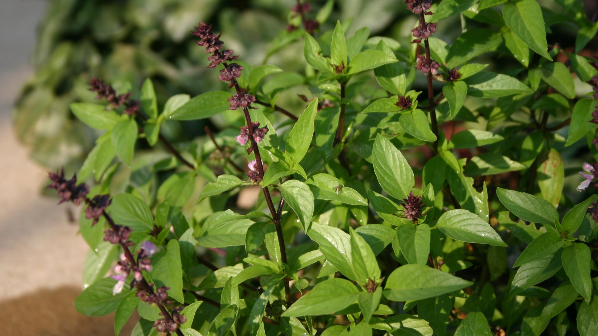 Kezdő kertészként is nevelhetünk sikeresen bazsalikomot – A Thai Bazsalikom termesztésének fortélya