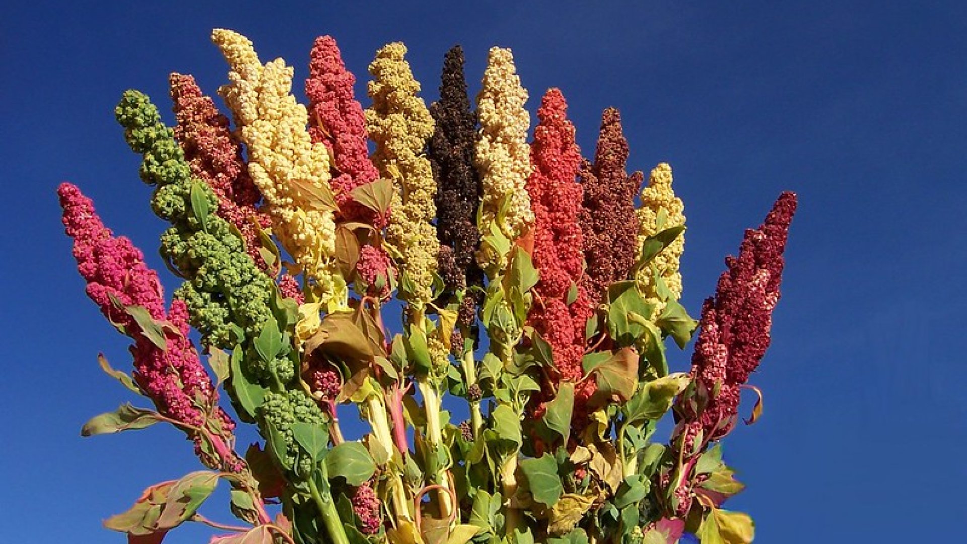 A quinoa termesztése – minden, amit tudnod kell erről a népszerű szupergabonáról A quinoa termesztése – minden, amit tudnod kell erről a népszerű szupergabonáról