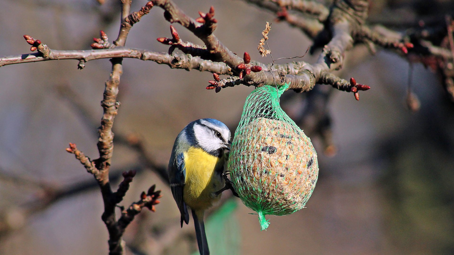 Hogyan készítsünk madáreleséget 3 egyszerű lépésben? – Így vonzhatjuk be tollas barátainkat a kertbe