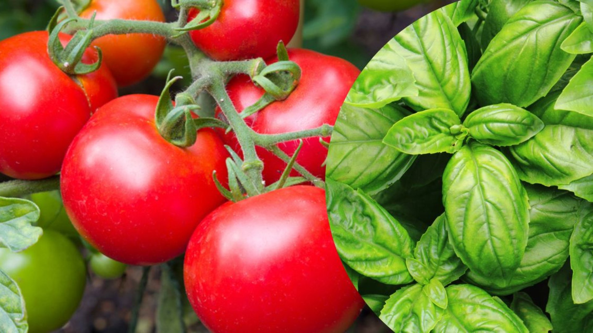 9 tipp a társas zöldségek ültetéséhez a még több termés érdekében