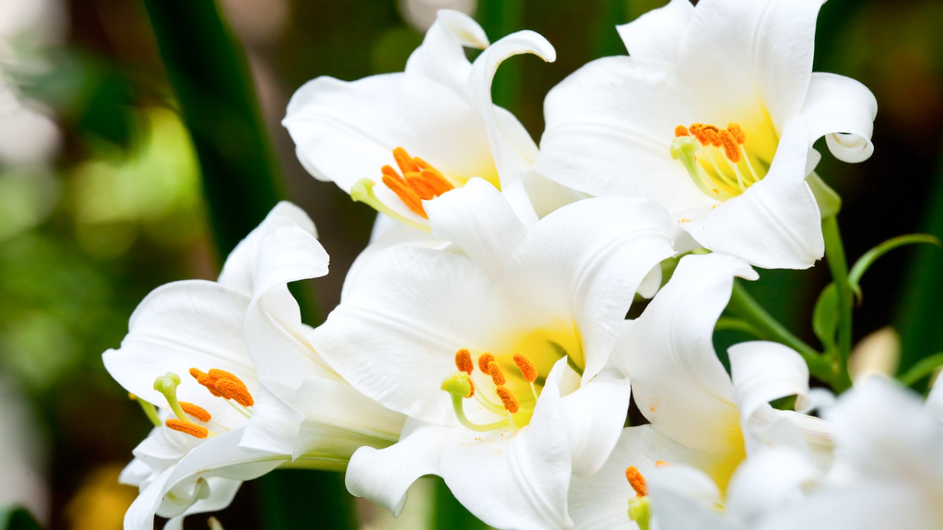 Így termeszd a húsvét hivatalos virágát, a káprázatos húsvéti liliomot