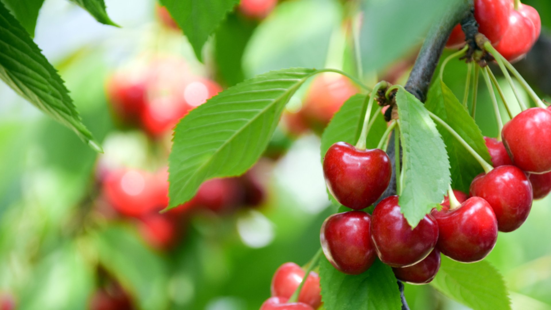 Cseresznyemagból igazi fa termesztése? – igen, lehetséges!  Cseresznyemagból igazi fa termesztése? – igen, lehetséges!