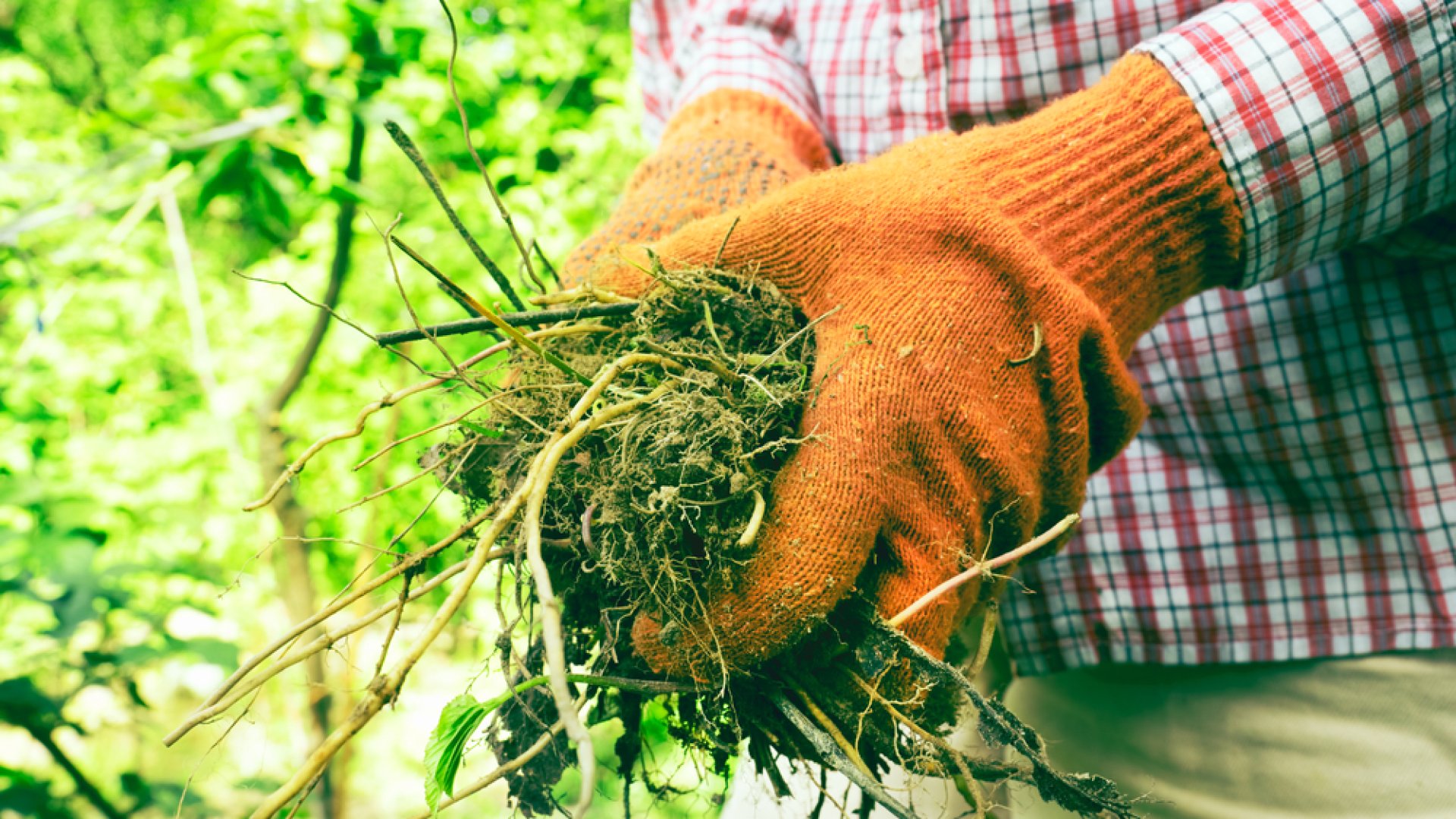 Gyomnövények irtása