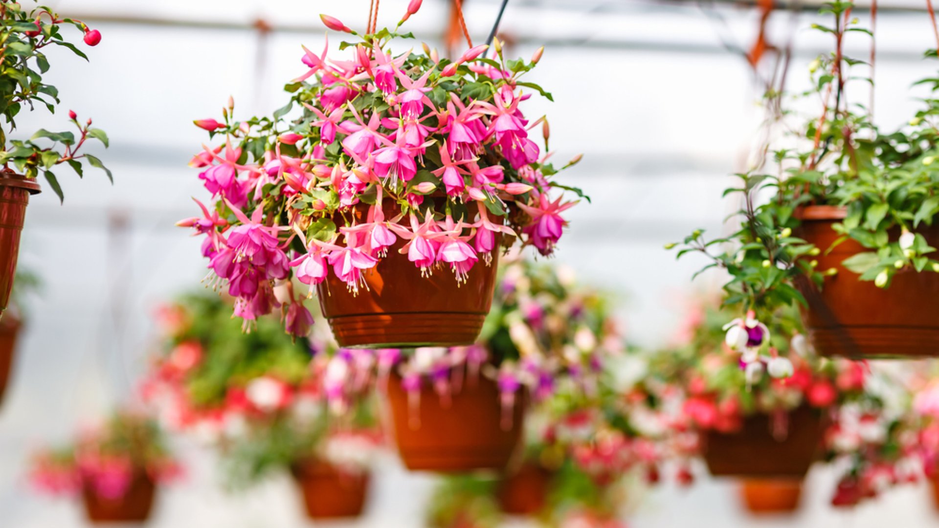 Függő virágok? Ez a 7 virág mutat a legjobban lógó virágkosarakban!