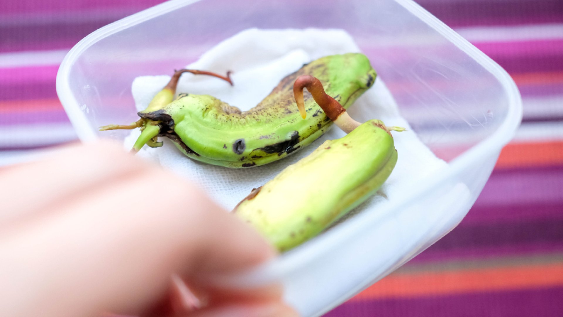 Így nevelj mangó magból új növényt 5 lépésben Így nevelj mangó magból új növényt 5 lépésben