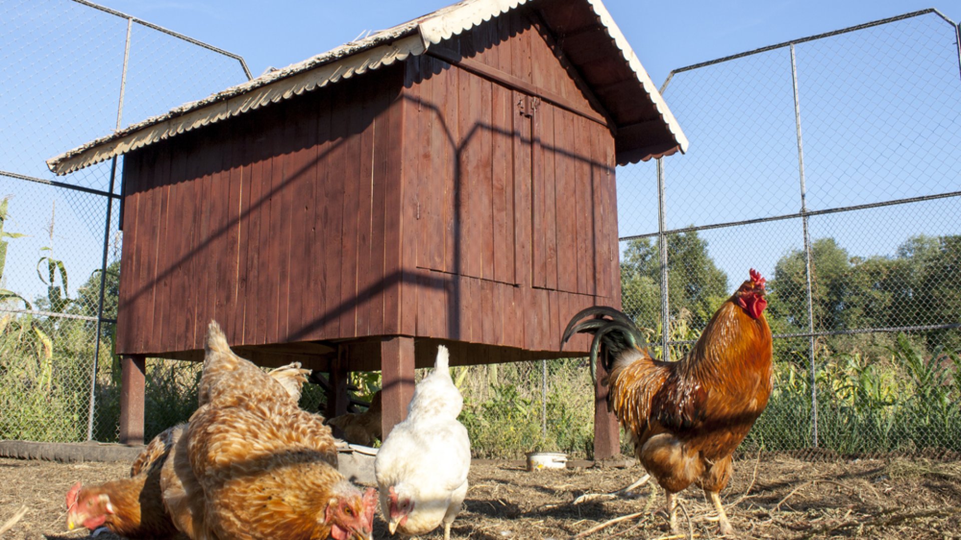 Alapvető tippek a tökéletes tyúkól megépítéséhez: tyúkjaid hálásak lesznek!