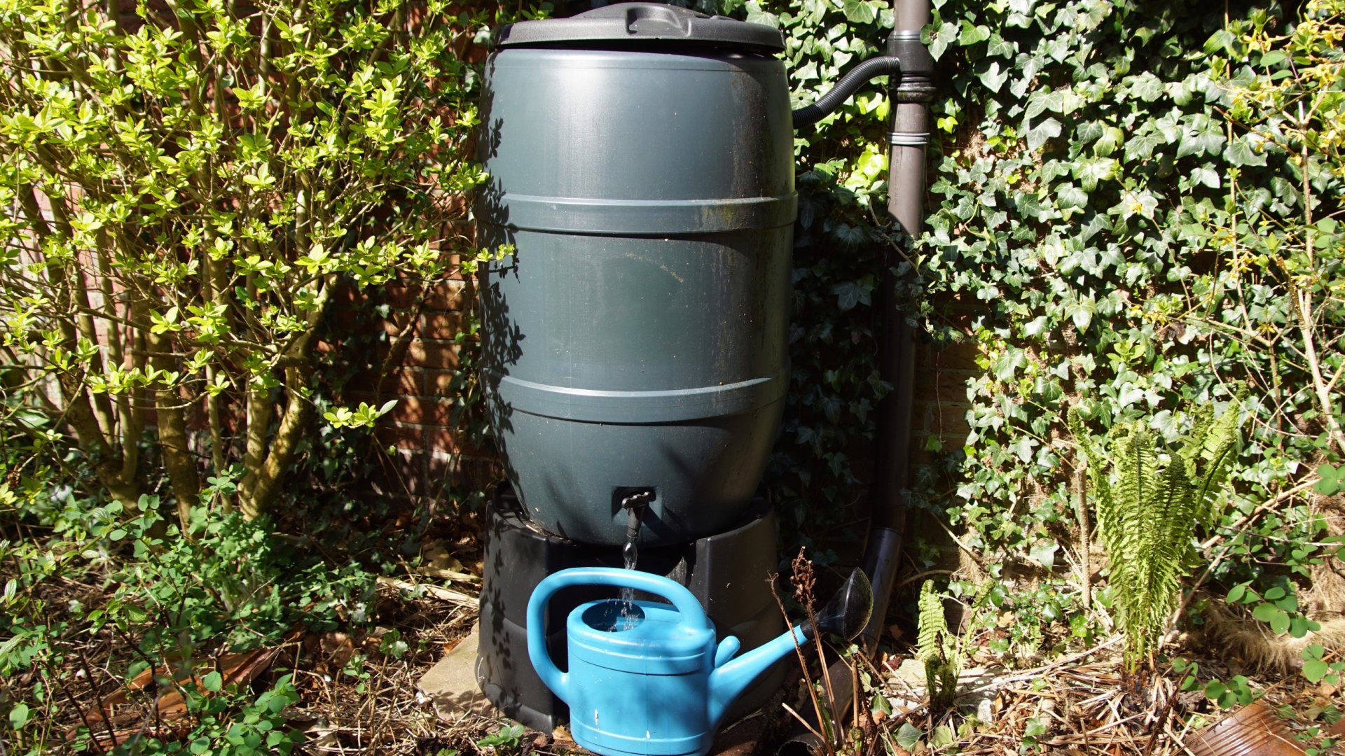 Az esővíz gyűjtése jót tesz a növényeknek, a környezetnek és a pénztárcádnak – így készíthetsz esővíz hordót