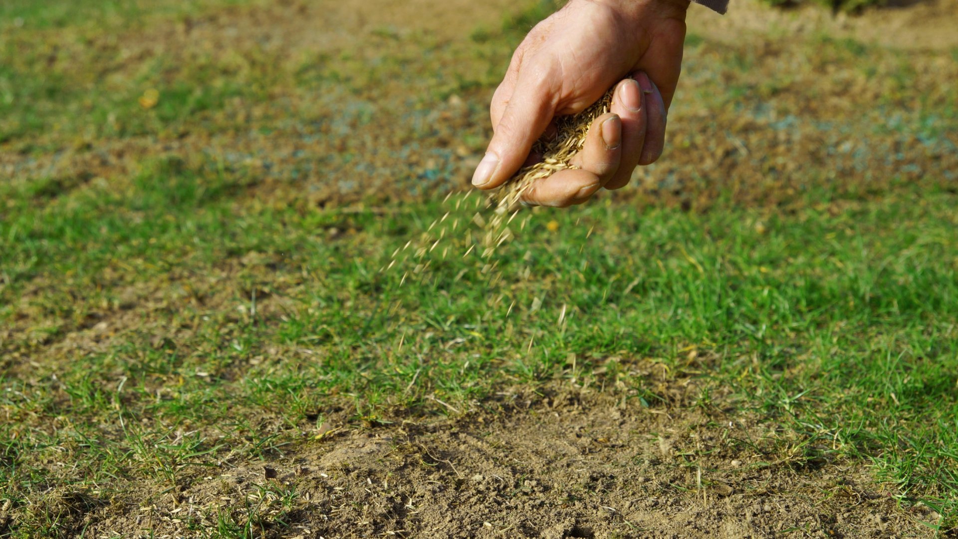 A gyep átvetése – Útmutató lépésről-lépésre a hiányos fű átvetéséhez A gyep átvetése – Útmutató lépésről-lépésre a hiányos fű átvetéséhez