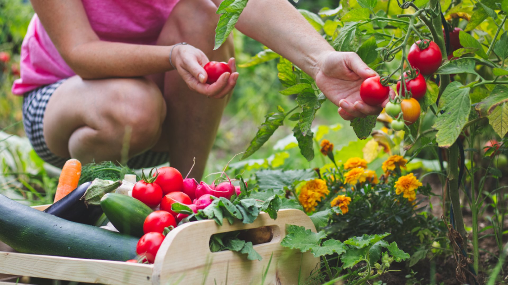 Ez a titka az első veteményeskert helyes elindításának