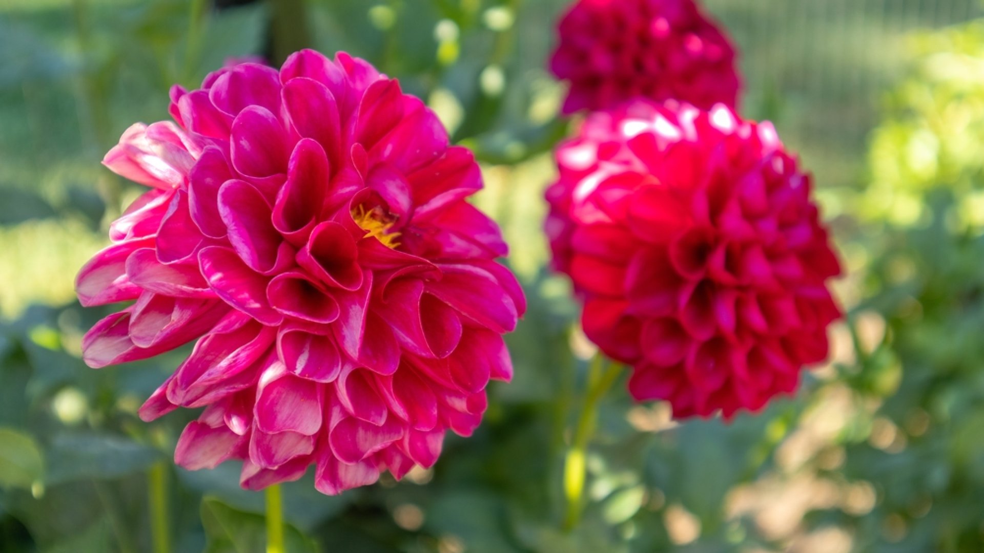 Használd az év színét a kertedben is: Viva Magenta színű virágok