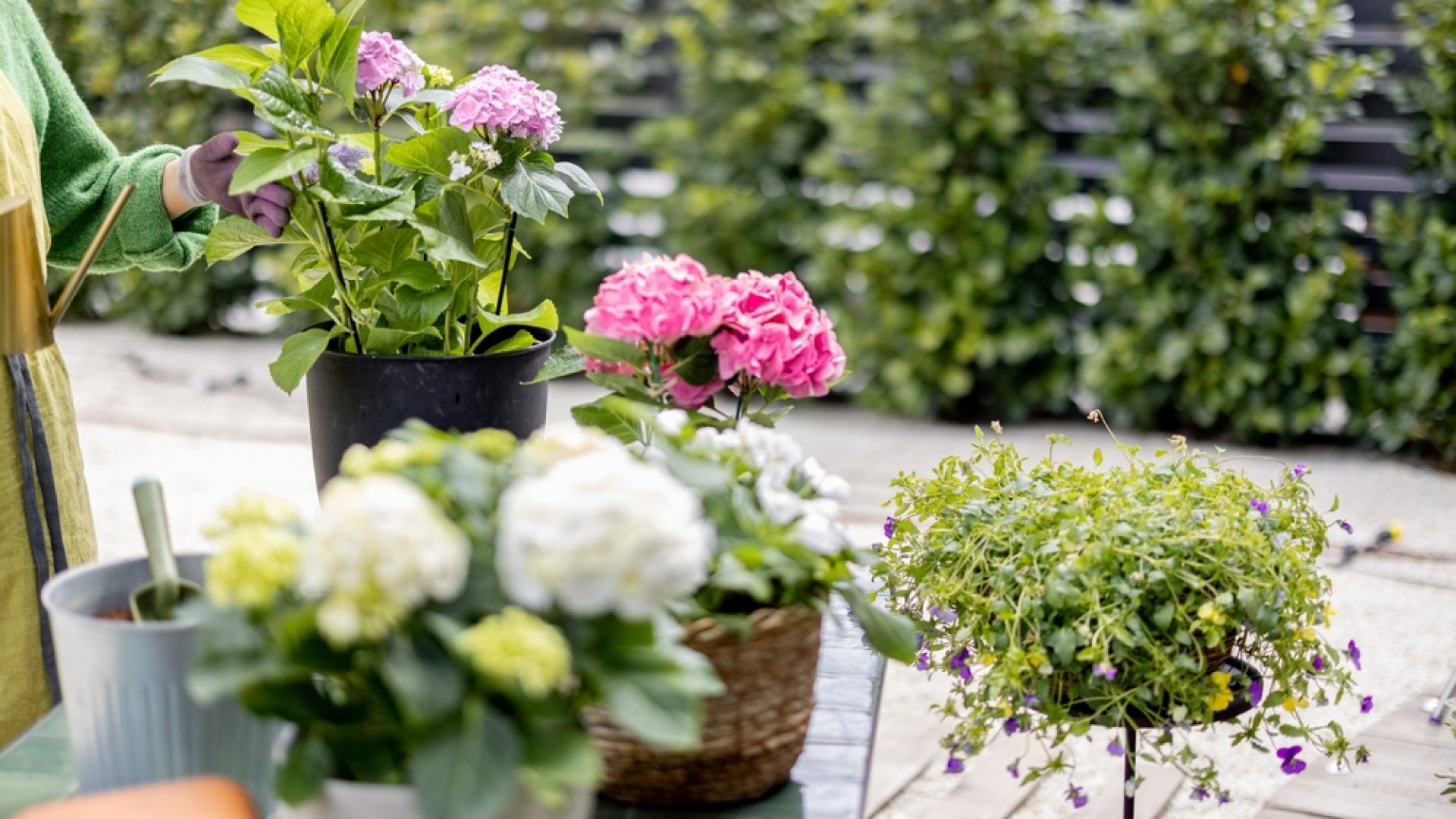 3 zseniális módszer a szobanövények kinti használatára a kertben