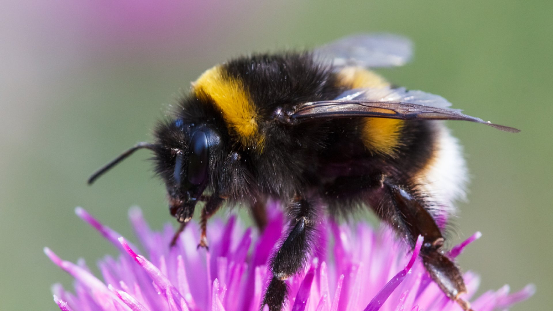 6 rovar a kertedben, amit nem szabad elpusztítani