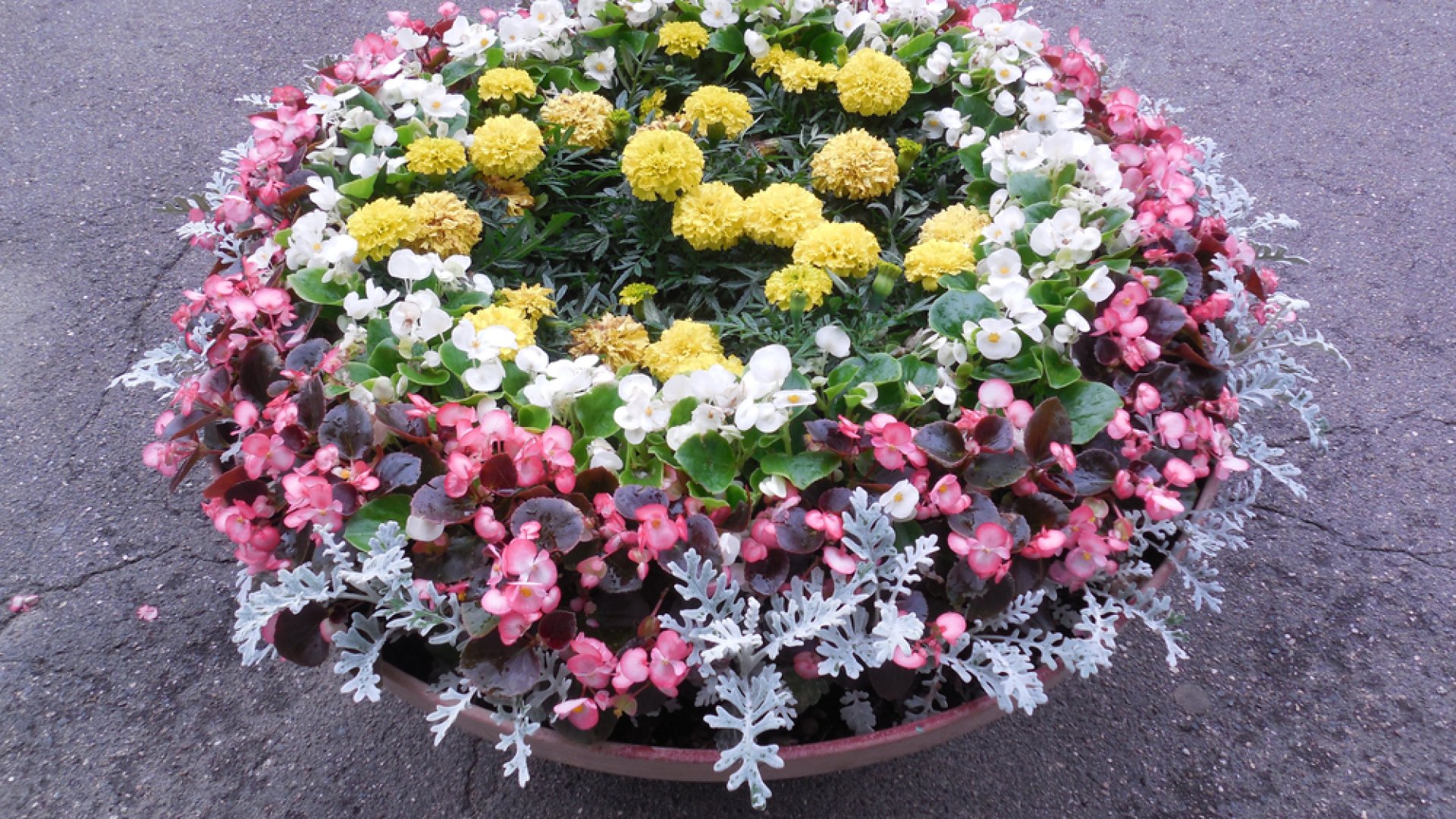 A legszebb tavaszi cserepes virágok: 3 csodás növény a tavaszi virágosládákba