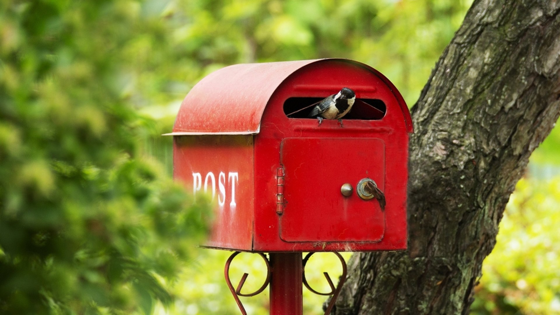 Figyelj a széncinegékre márciusban: a postaládádba költözhetnek! Figyelj a széncinegékre márciusban: a postaládádba költözhetnek!