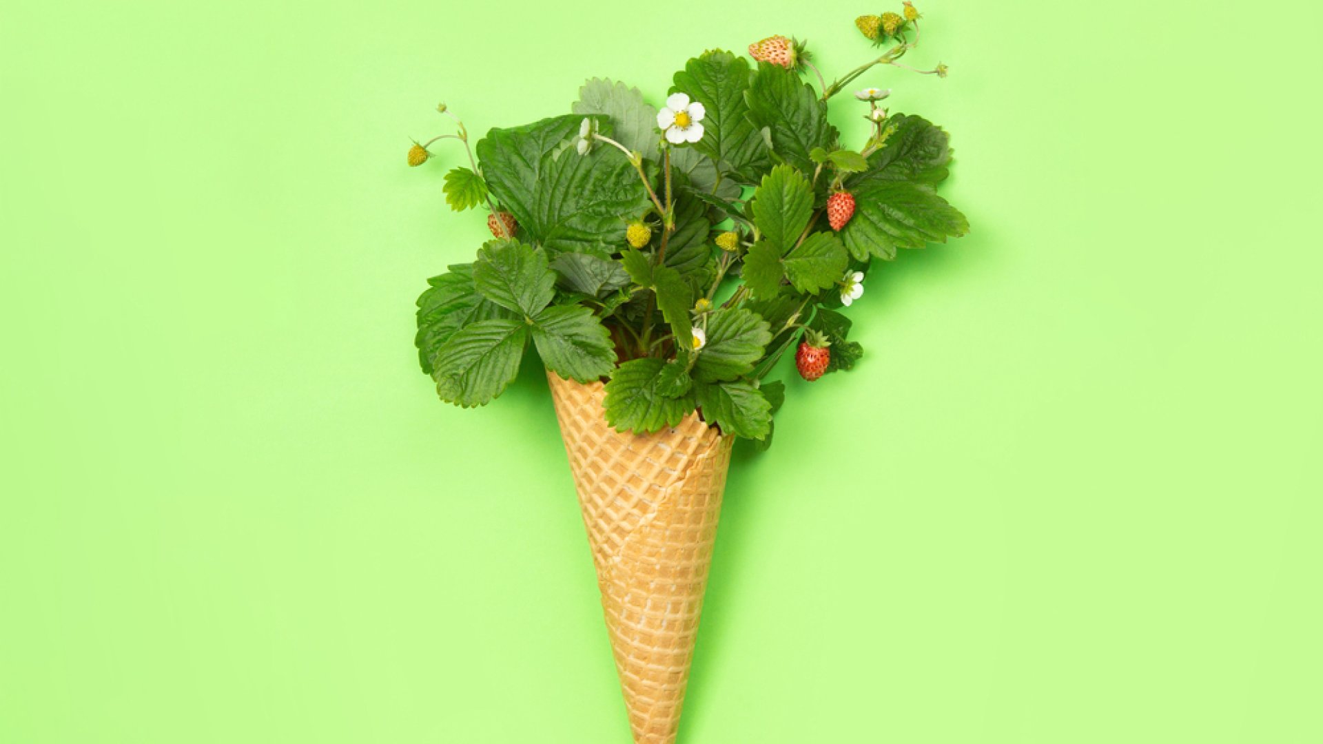 Növények nevelése fagylalttölcsérben – megéri, vagy csak pazarolunk vele?