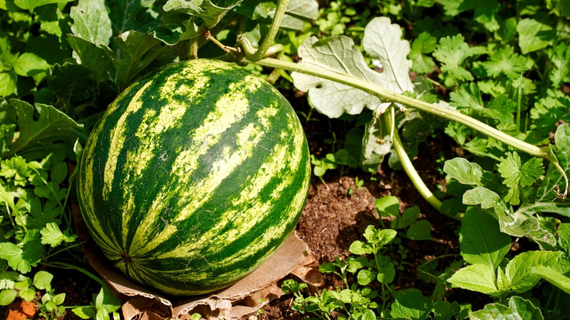 8 tipp a mézédes dinnye ültetéséhez áprilisban 8 tipp a mézédes dinnye ültetéséhez áprilisban