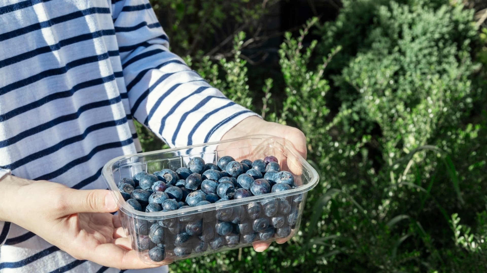 Így ültess áfonyát tavasszal egyszerűen és hatékonyan konténerben! Így ültess áfonyát tavasszal egyszerűen és hatékonyan konténerben!