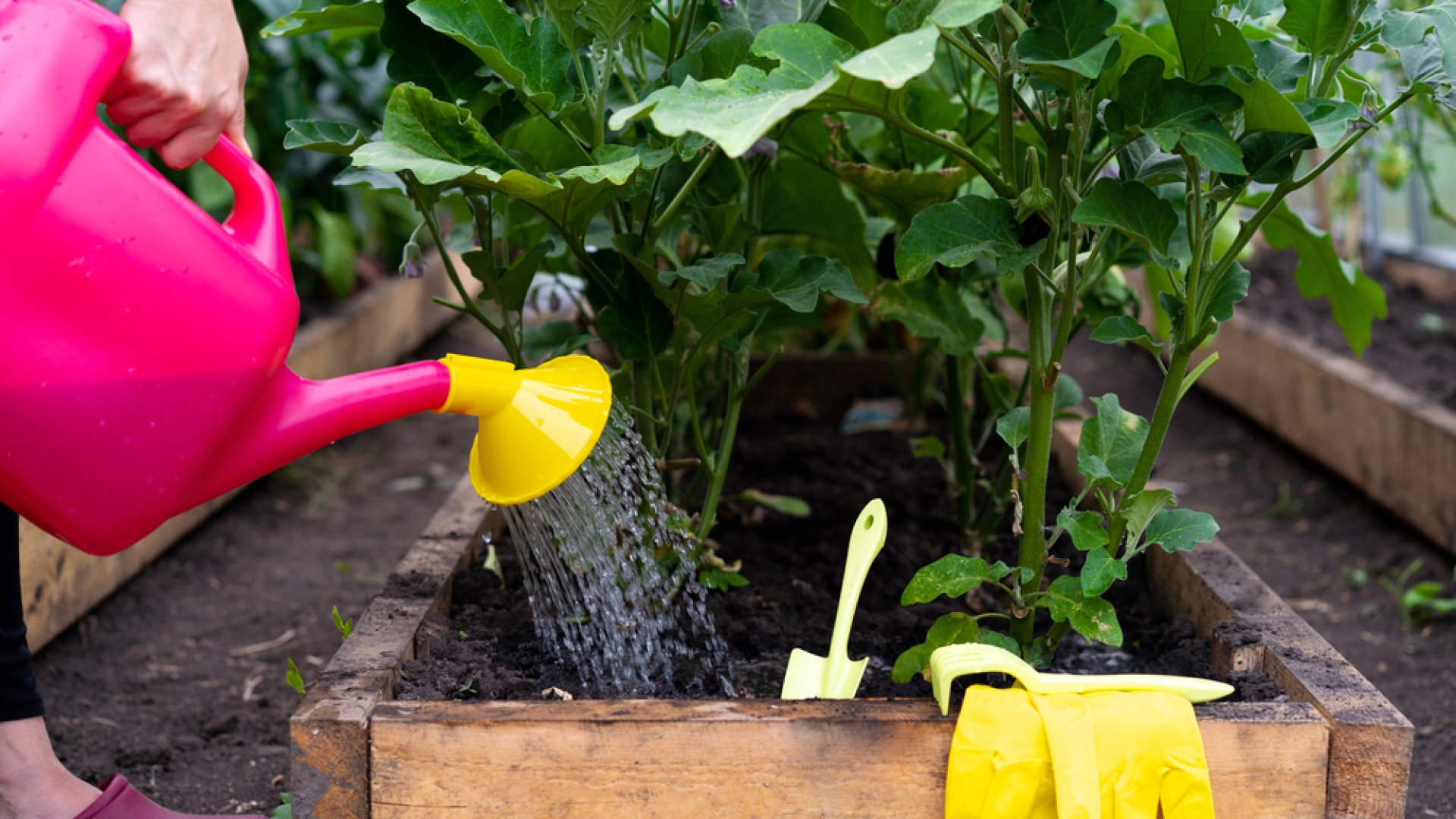 7 öntözési hiba, amivel árthatsz veteményeskertednek