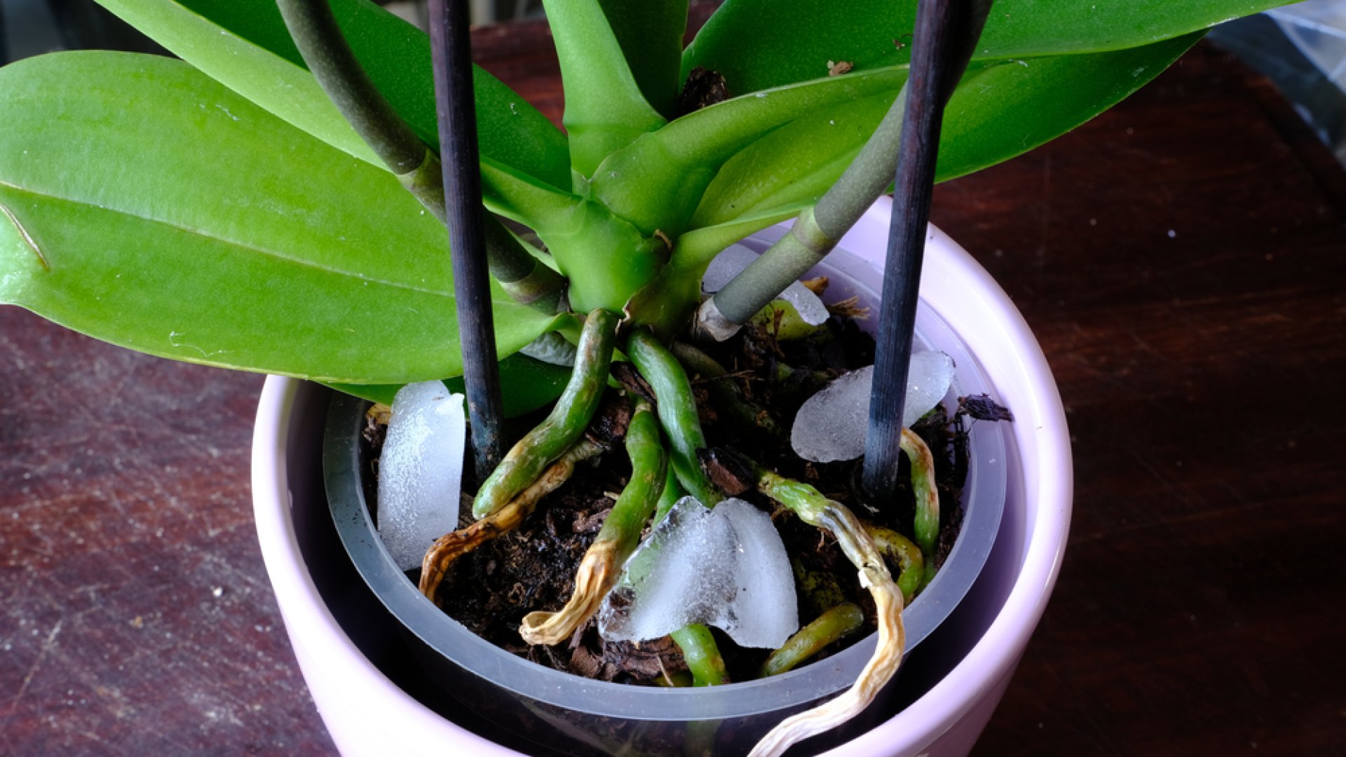 Így öntözd orchideádat a tökéletes virágzásért jégkockával
